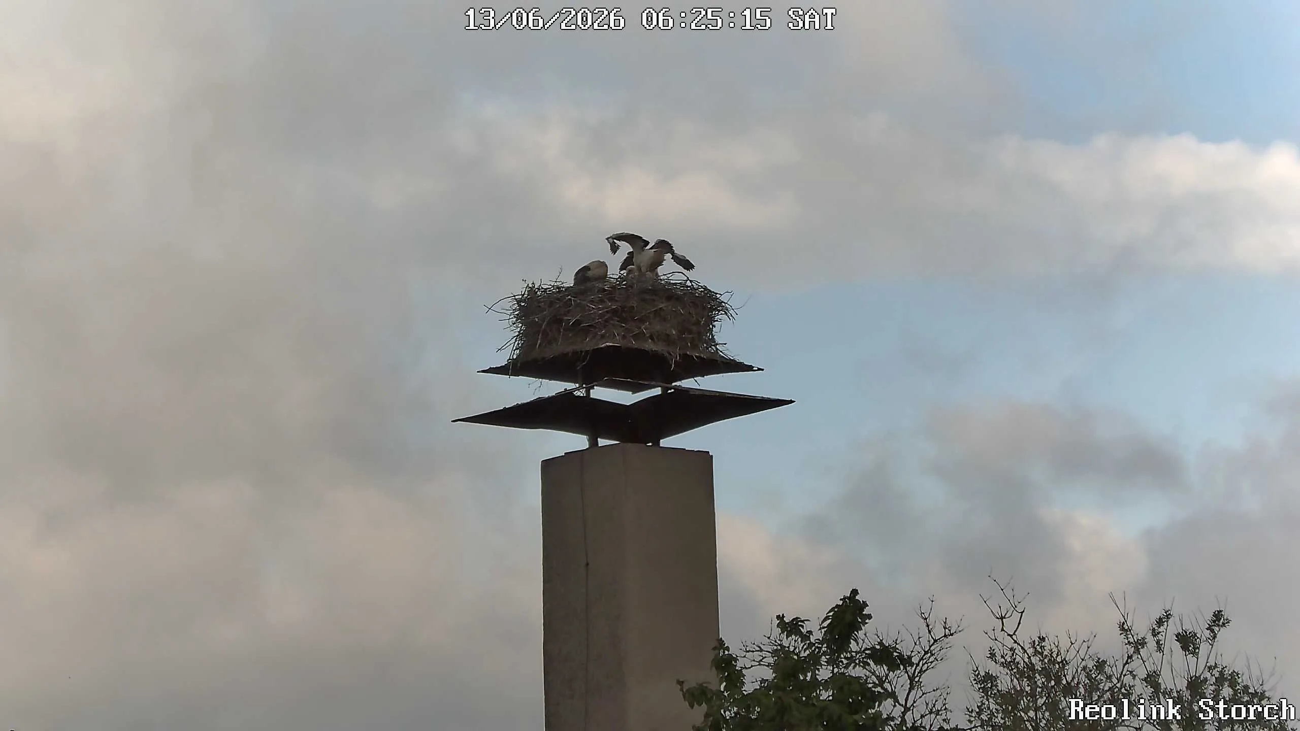 Storchencam Bild