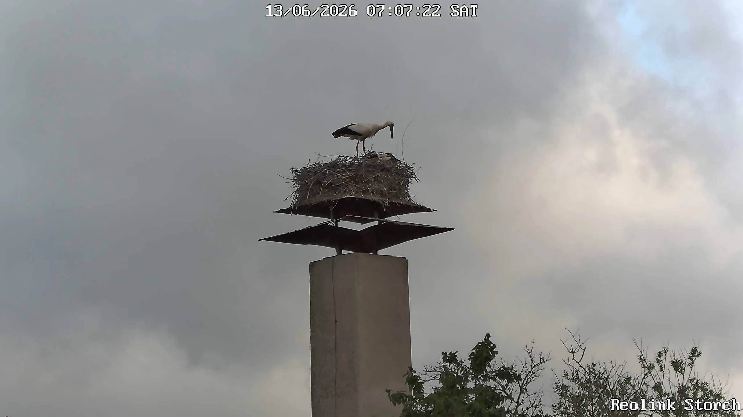 Storchencam Bild