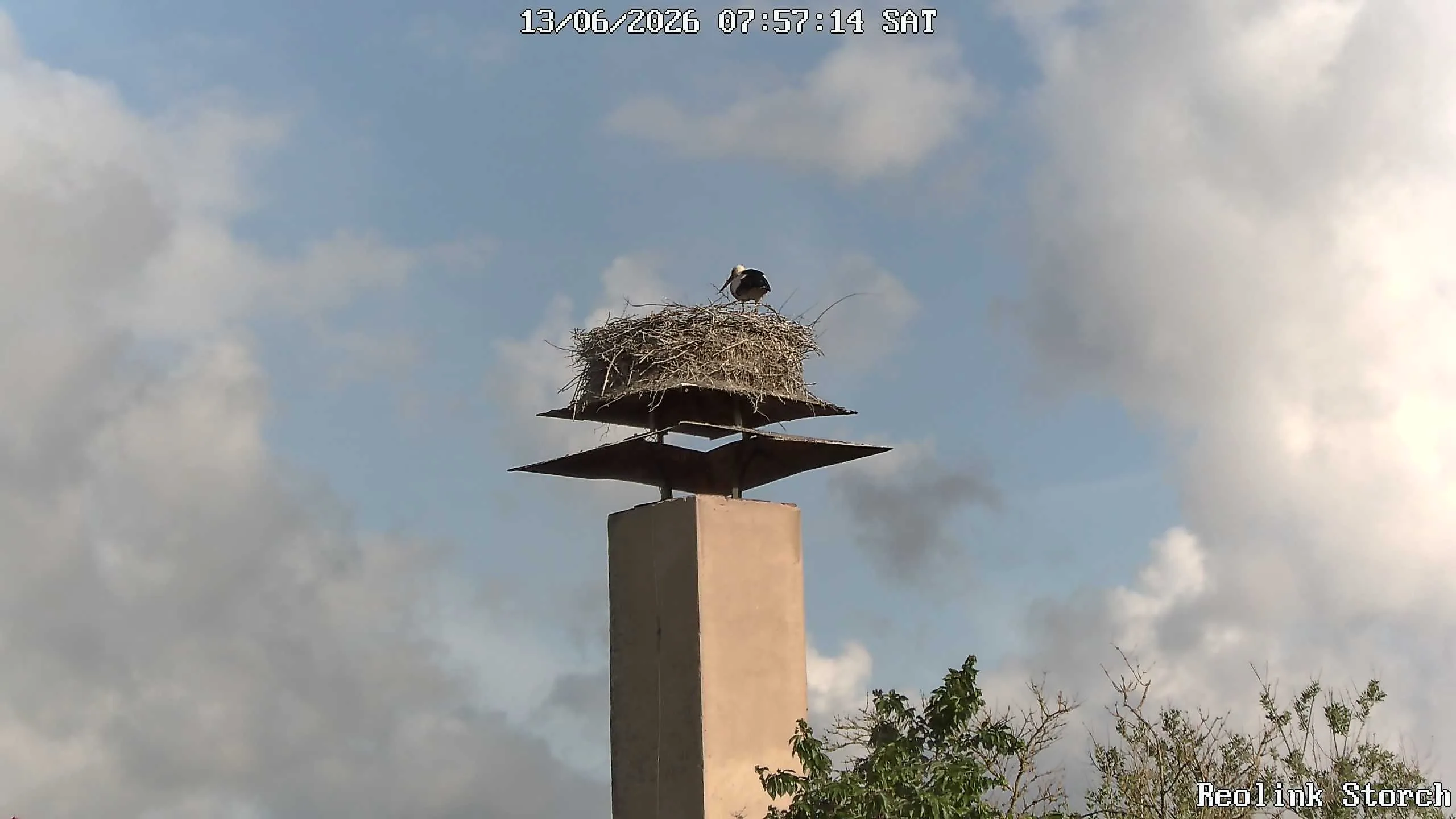 Storchencam Bild