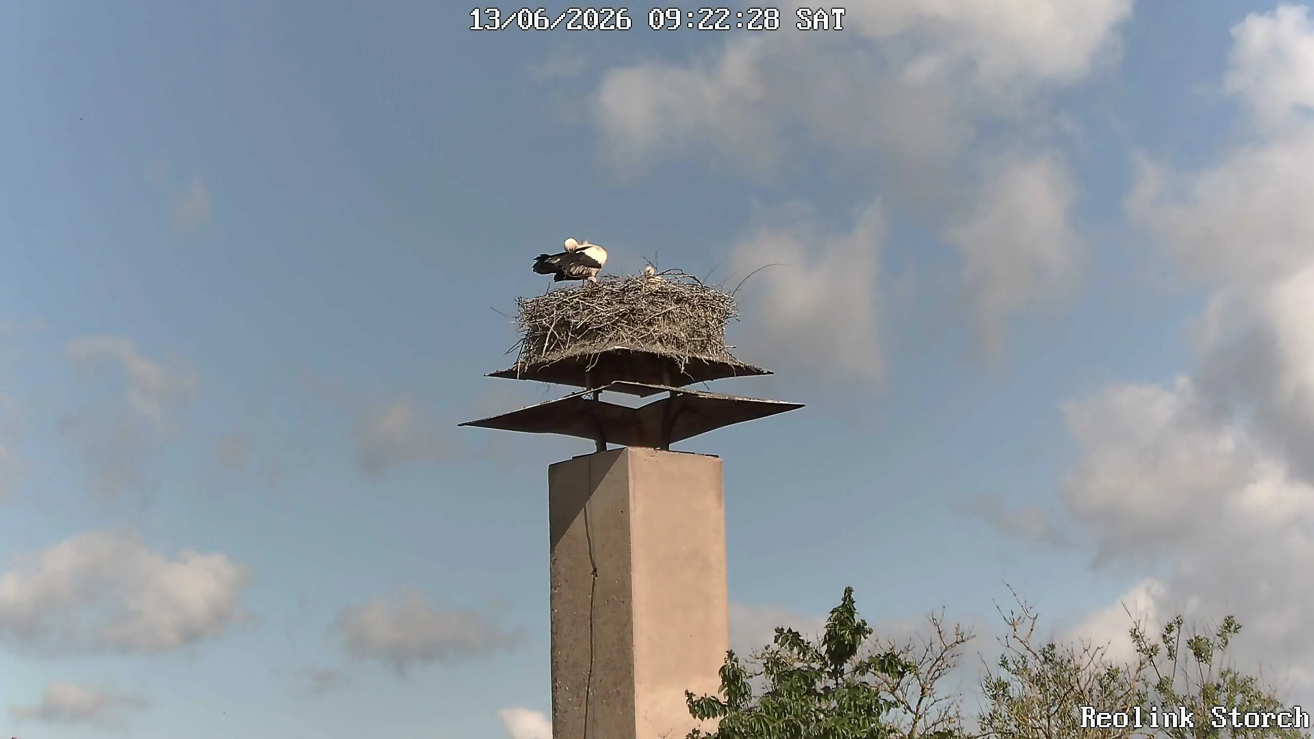 Storchencam Bild