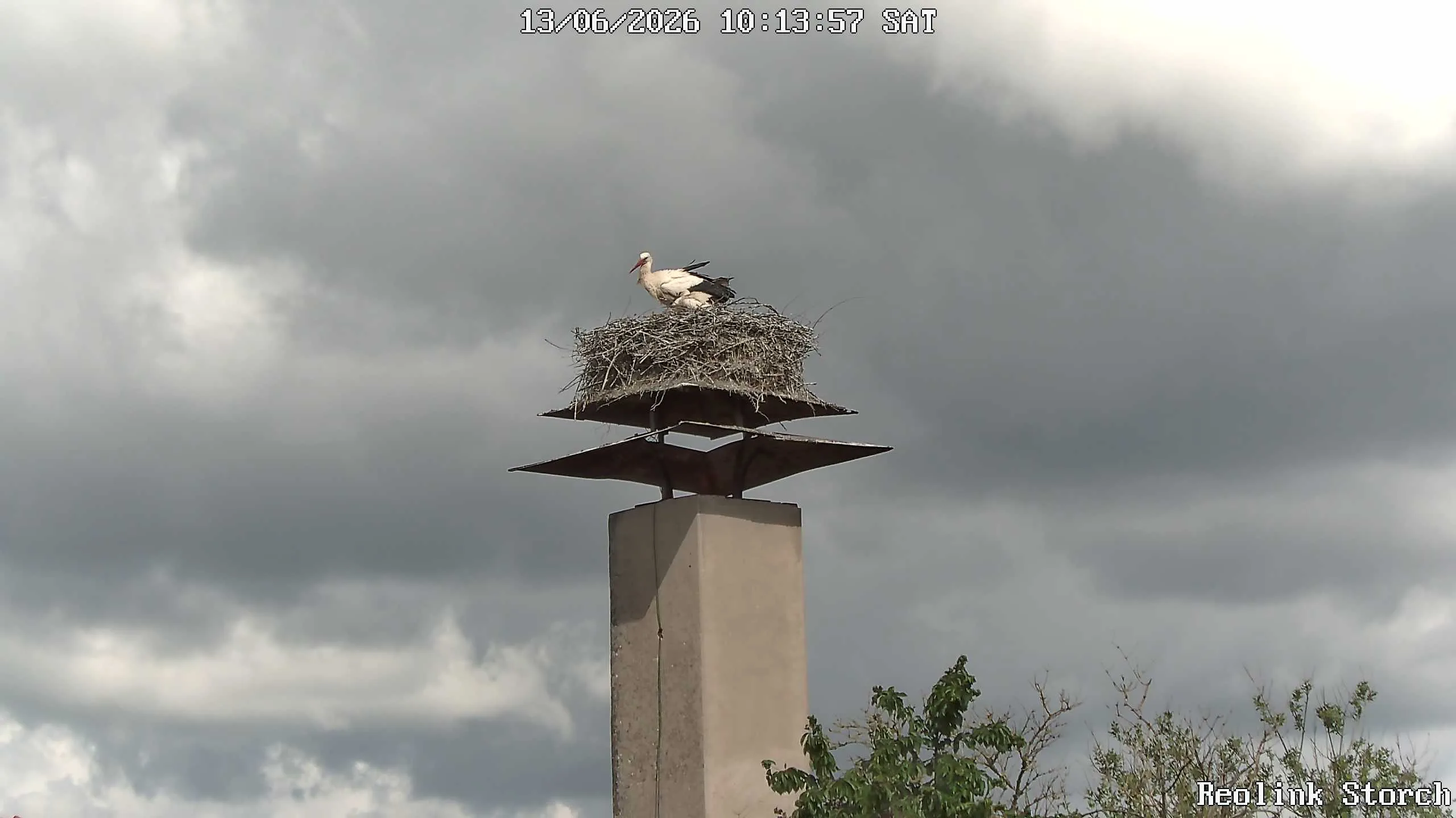 Storchencam Bild