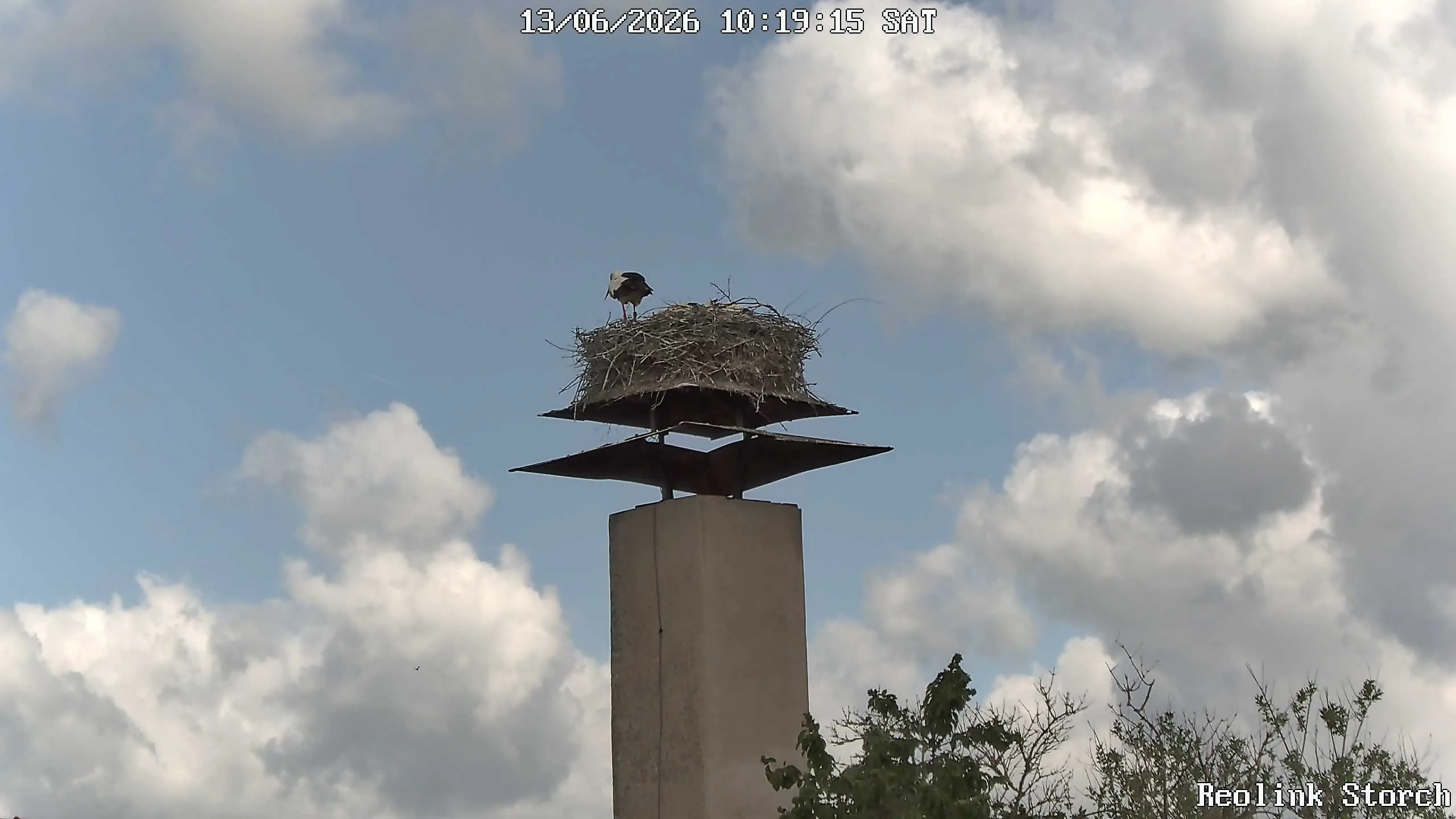 Storchencam Bild