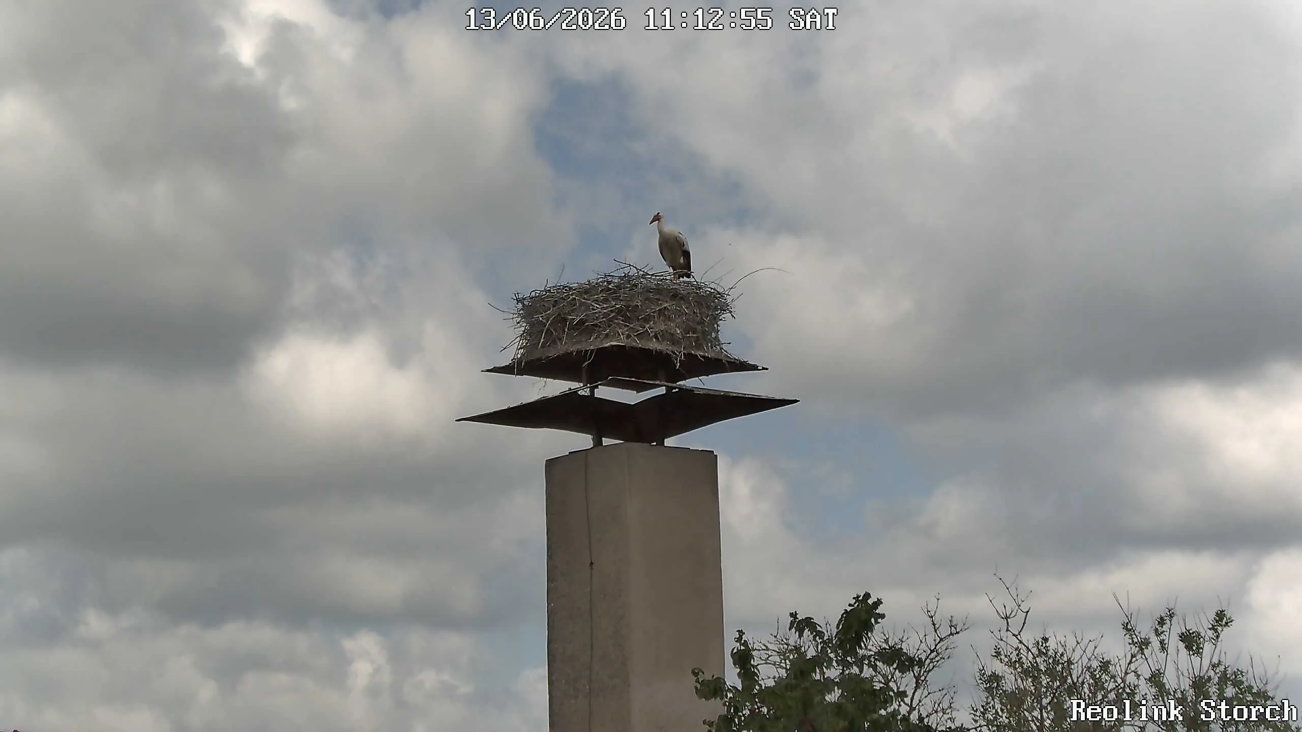 Storchencam Bild