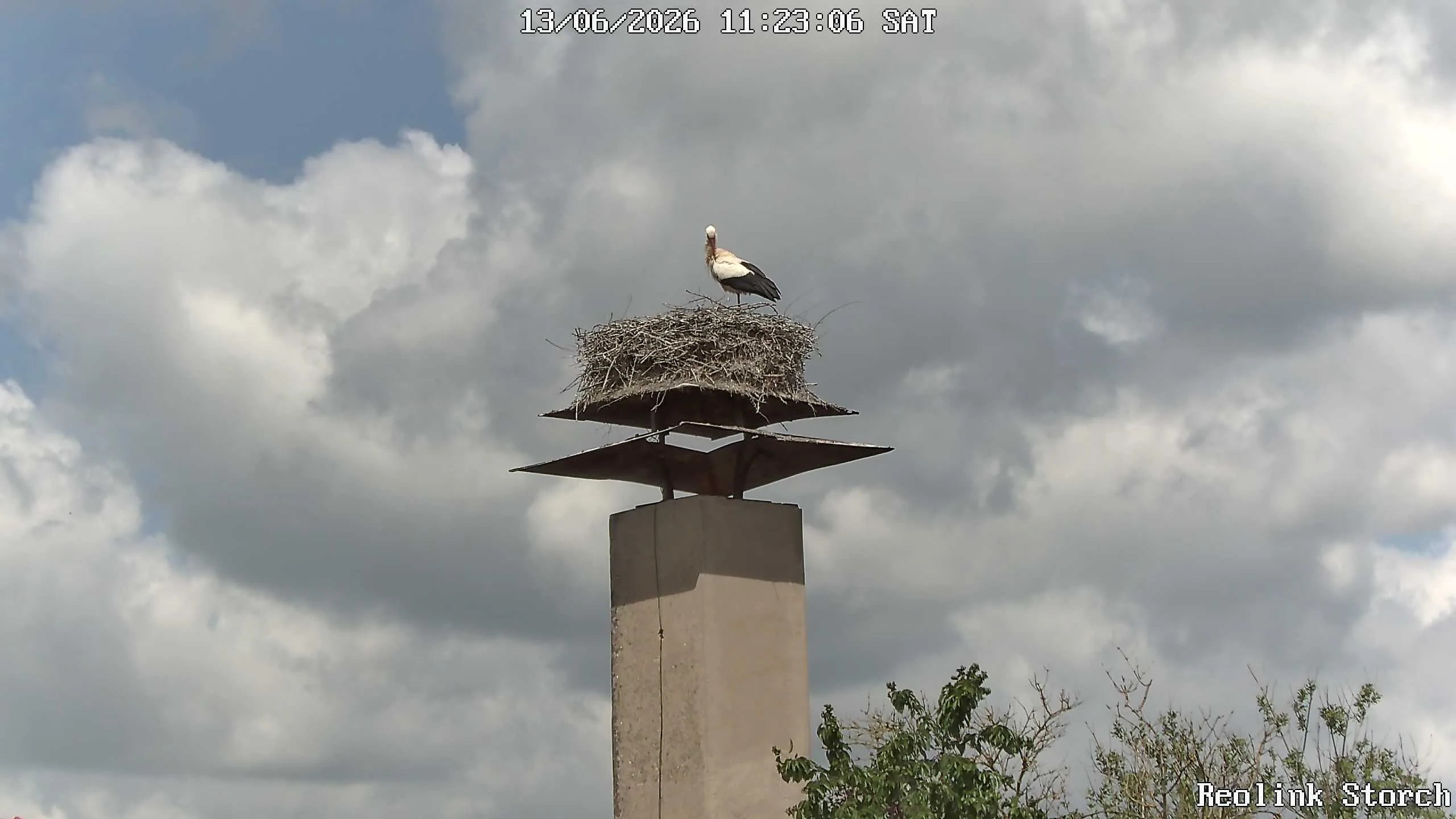 Storchencam Bild