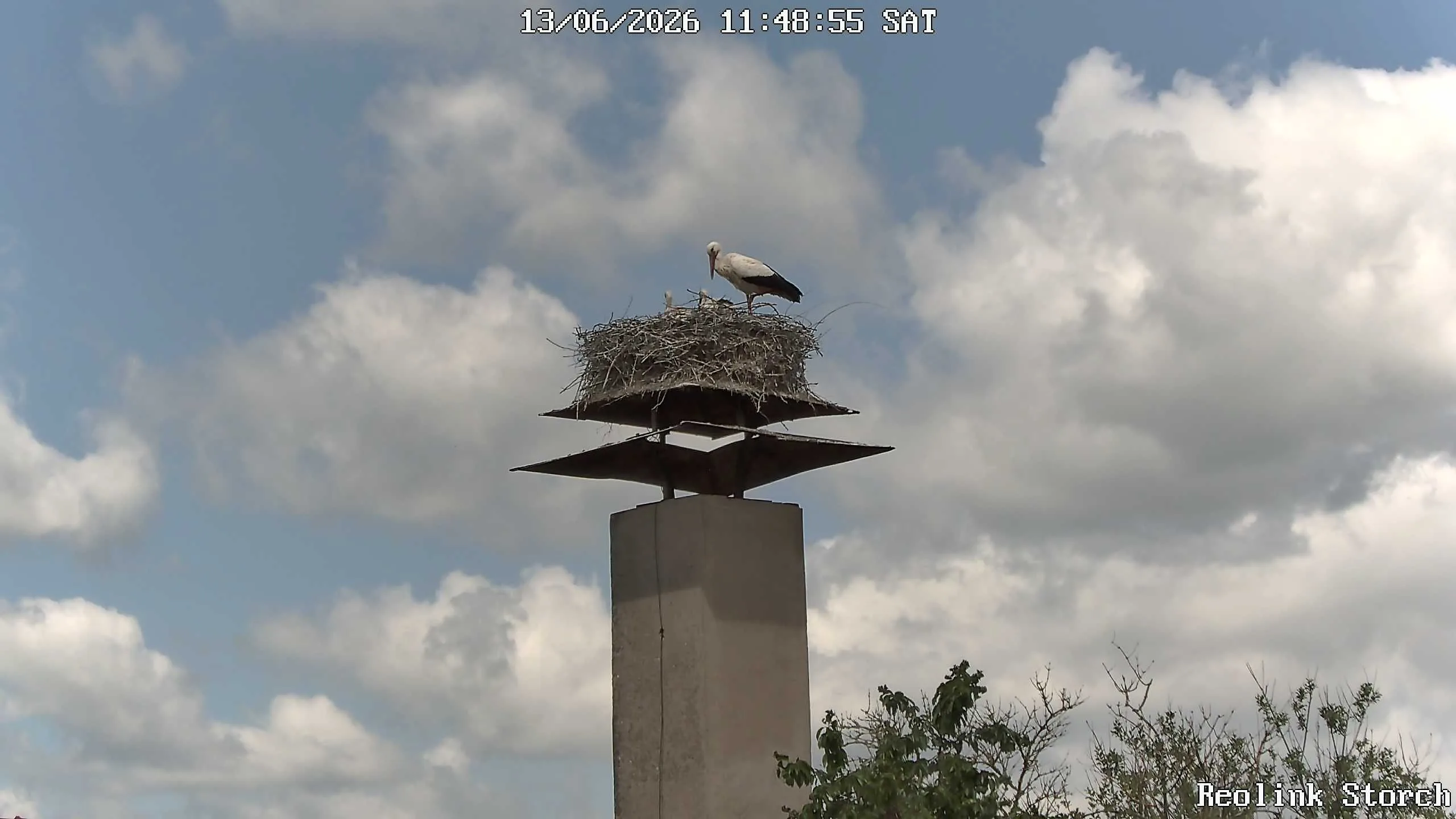 Storchencam Bild
