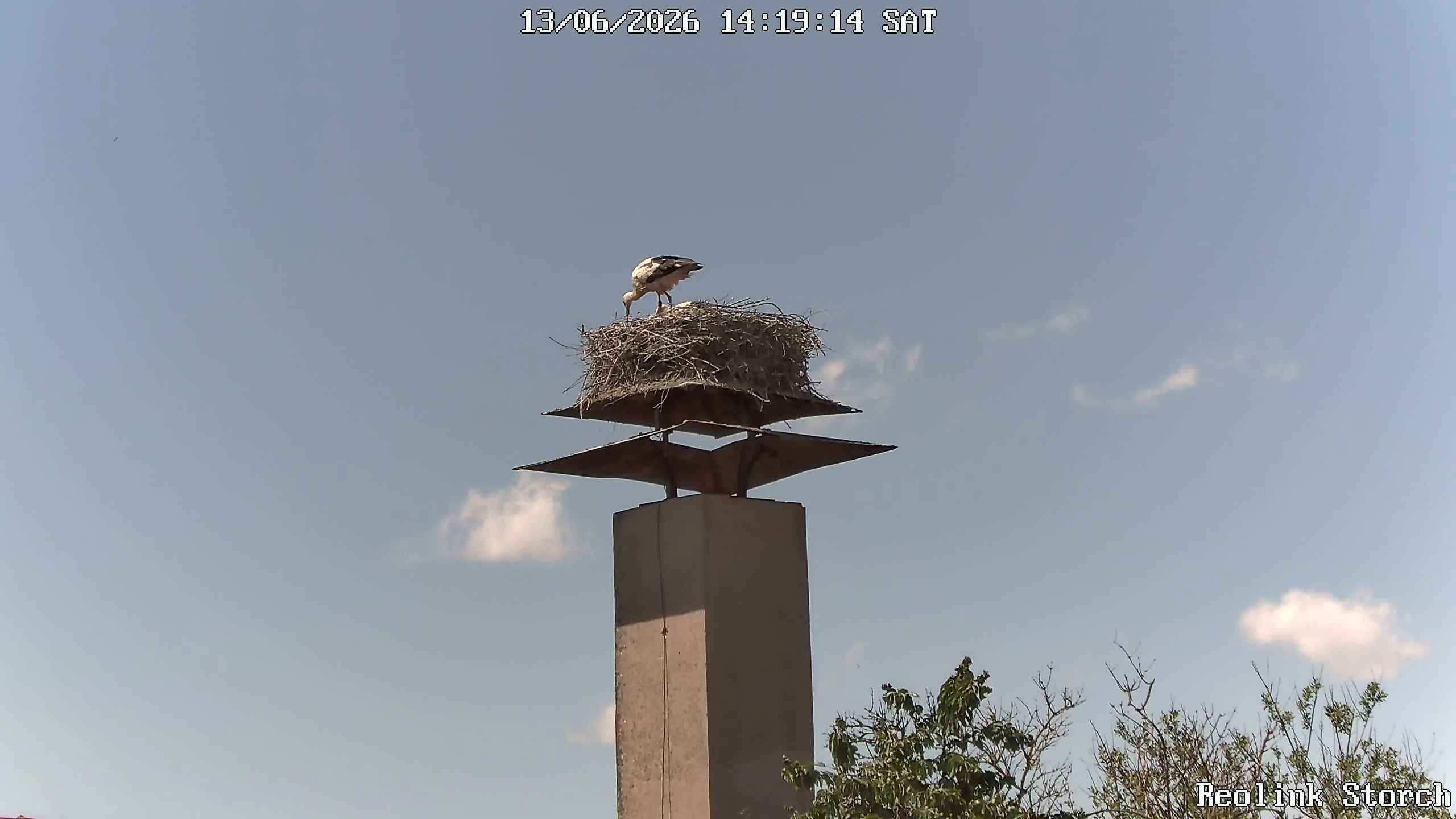 Storchencam Bild