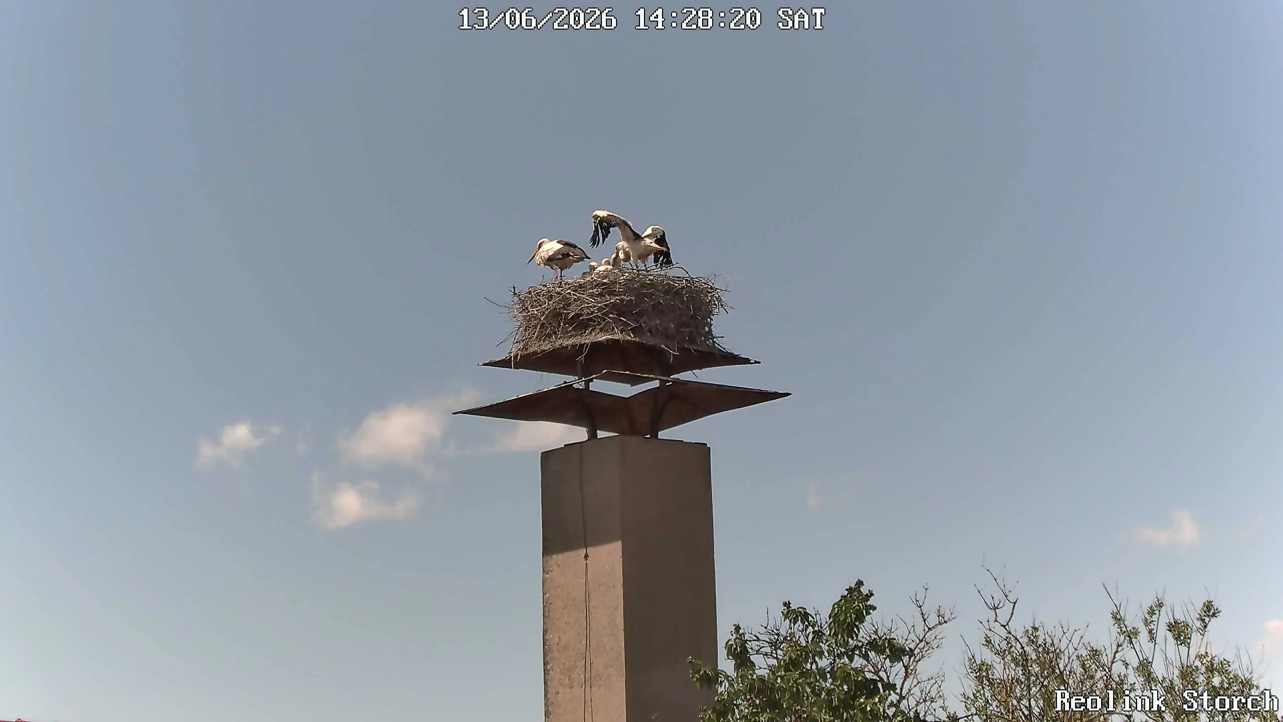Storchencam Bild