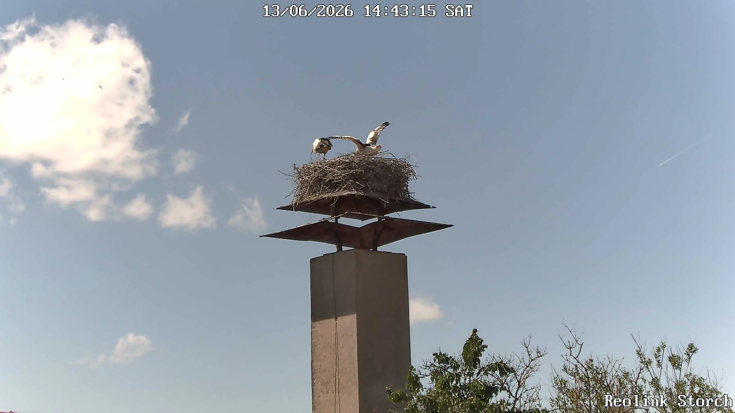Storchencam Bild