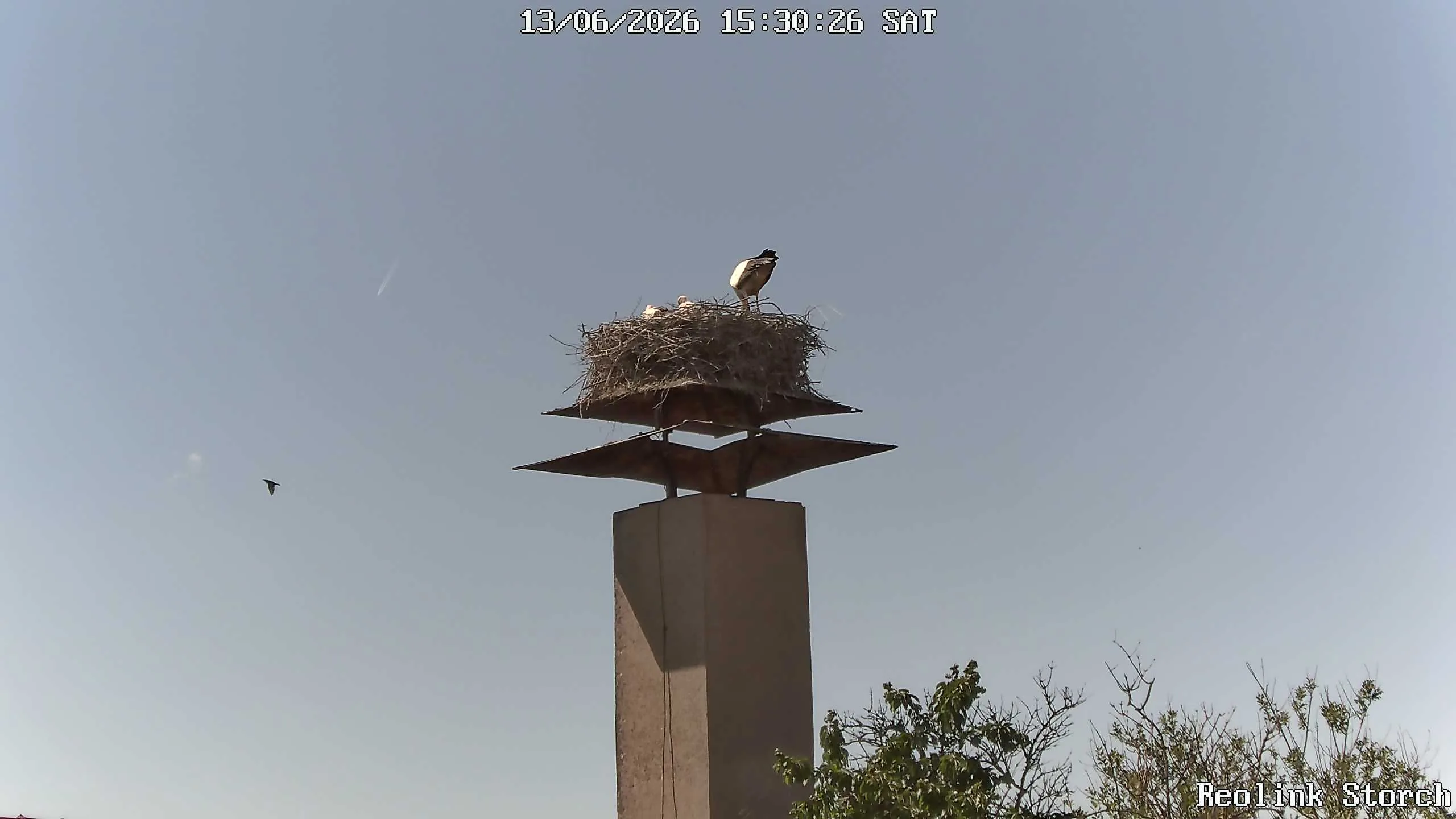 Storchencam Bild