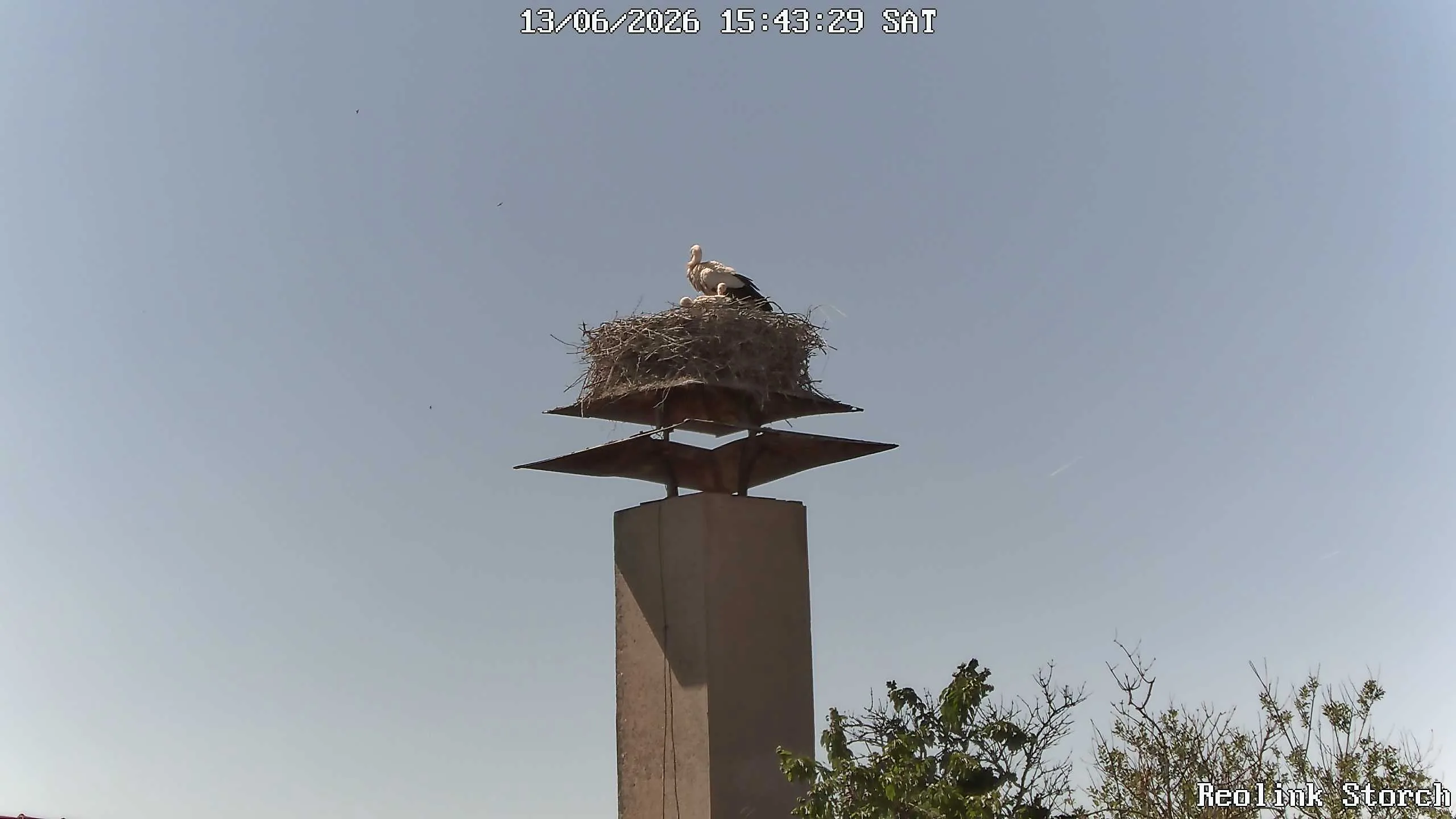 Storchencam Bild