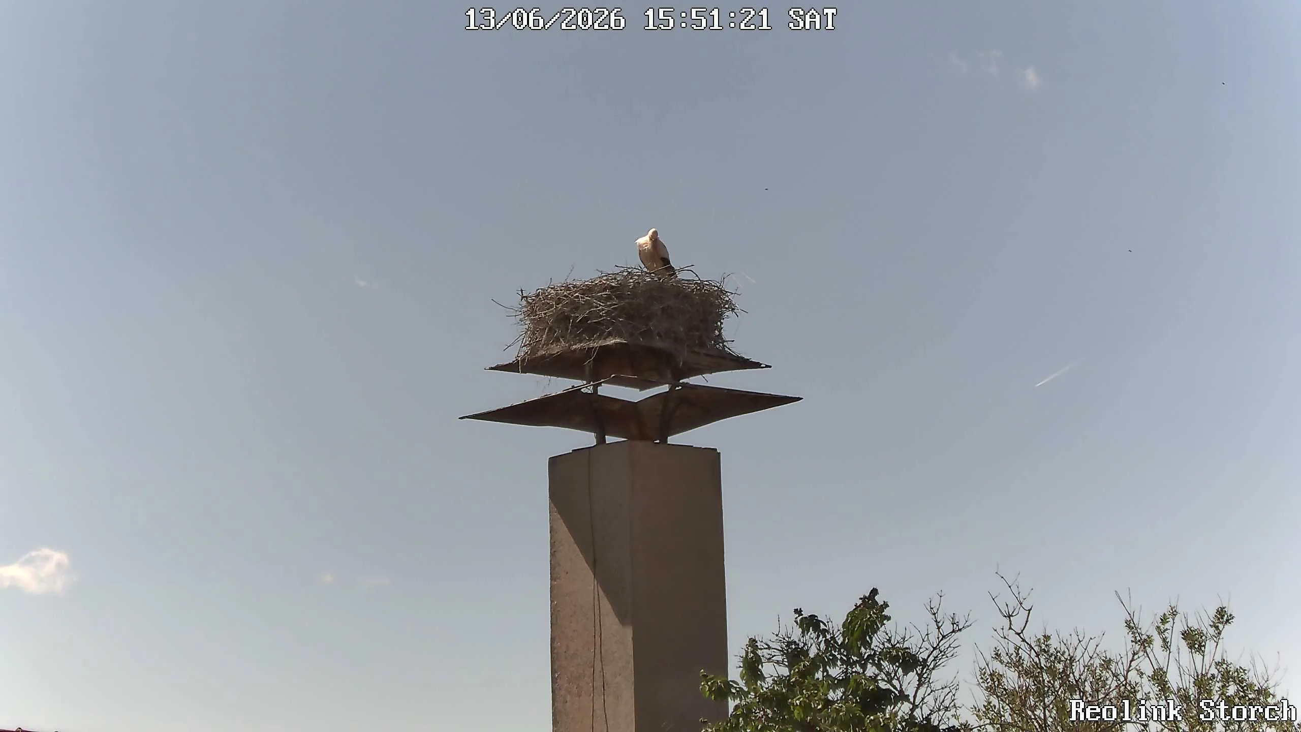Storchencam Bild