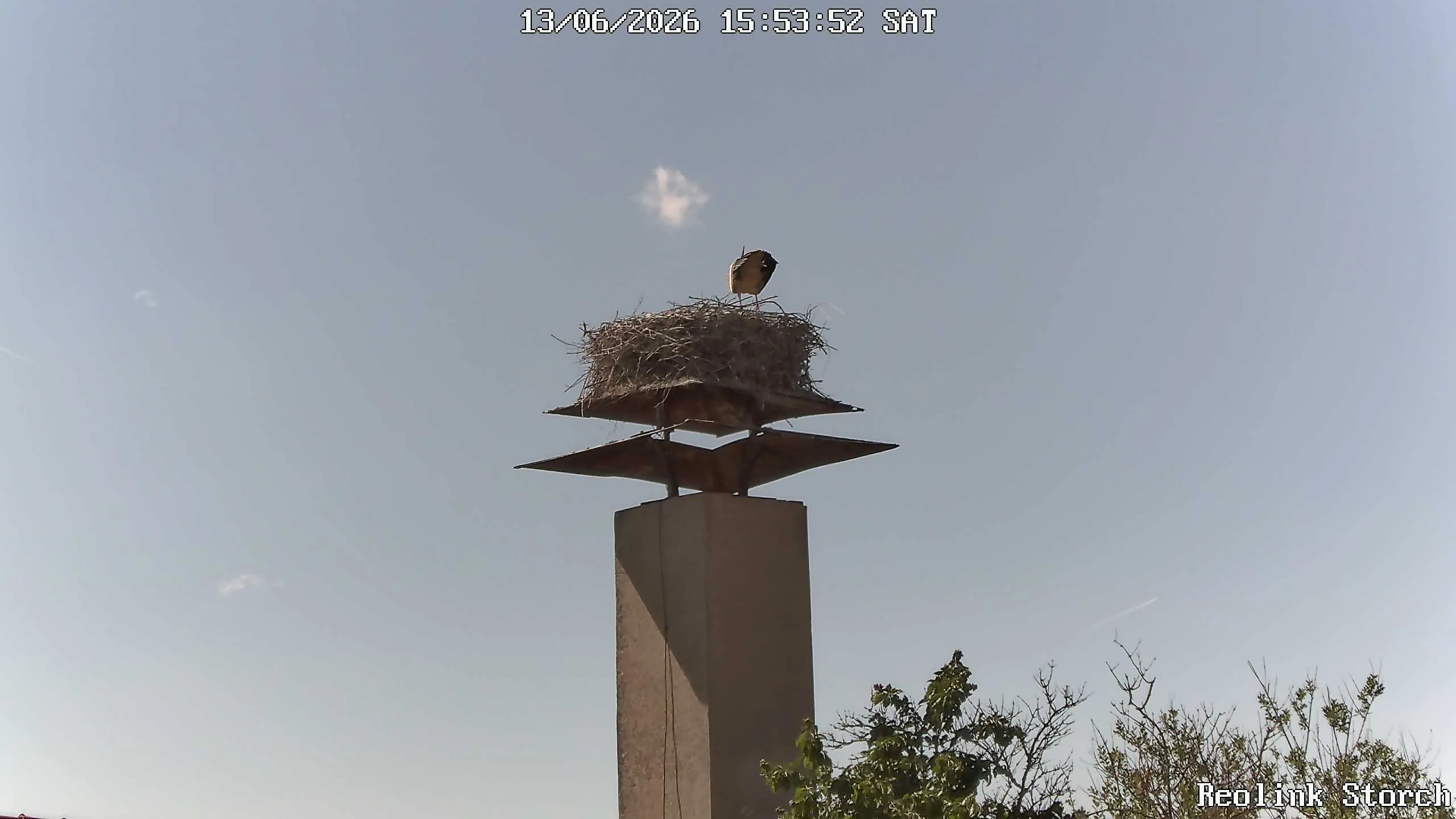 Storchencam Bild