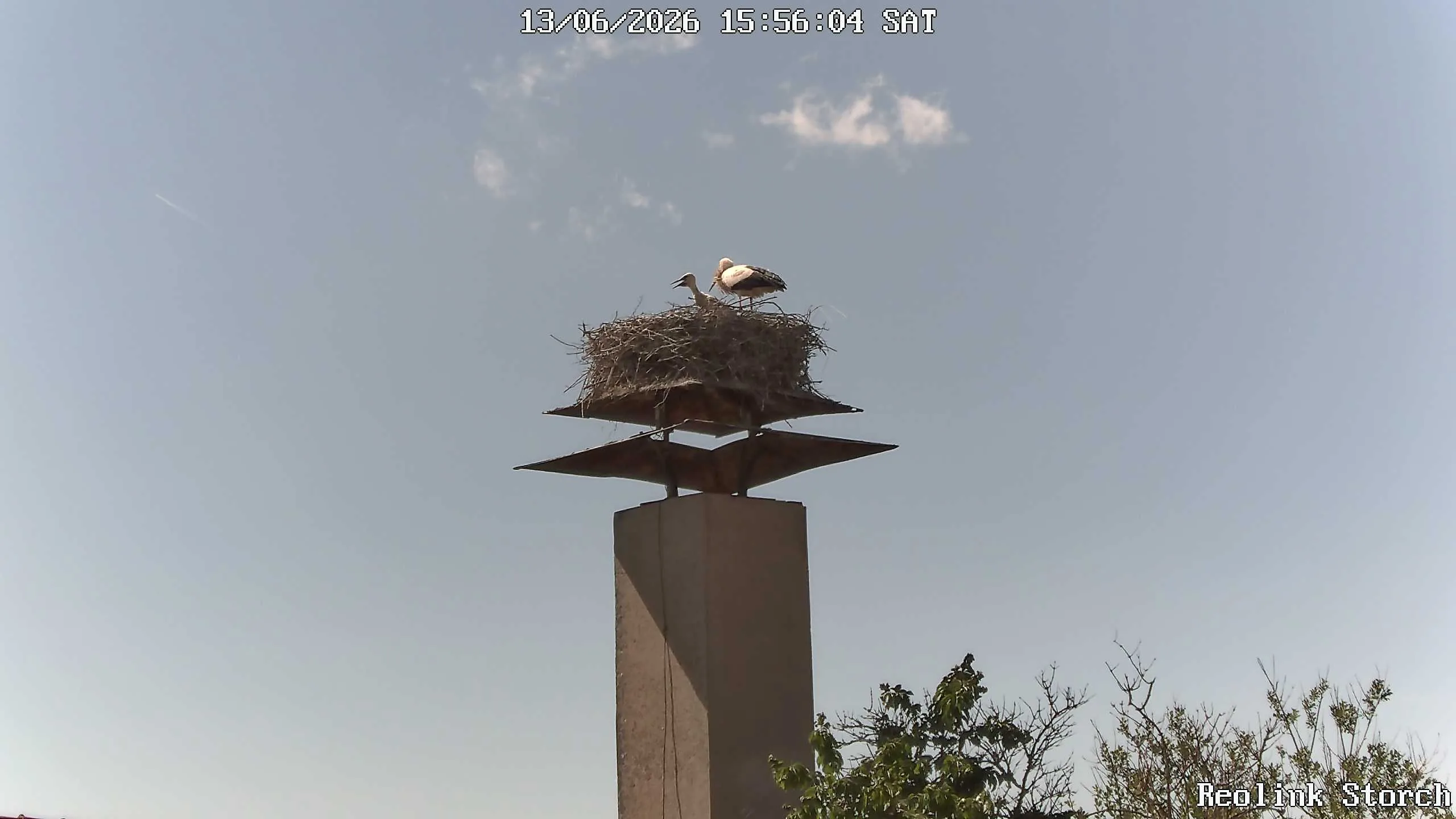 Storchencam Bild
