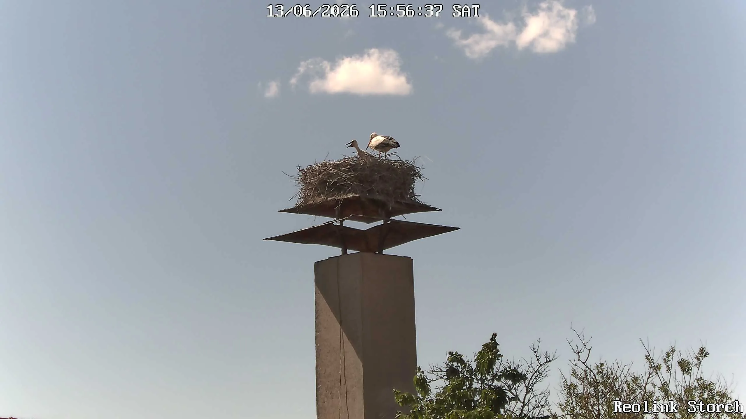 Storchencam Bild