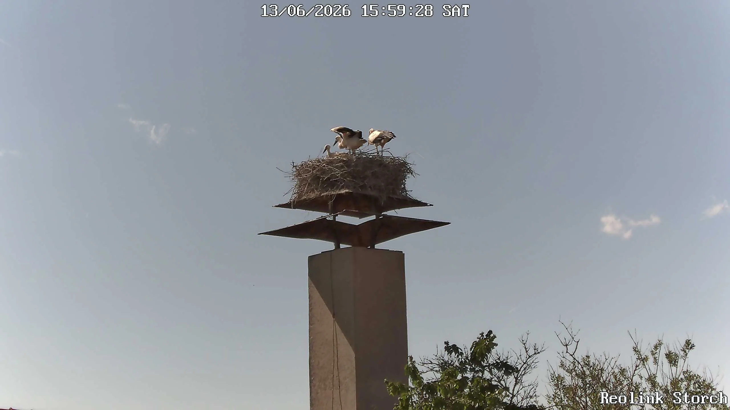 Storchencam Bild