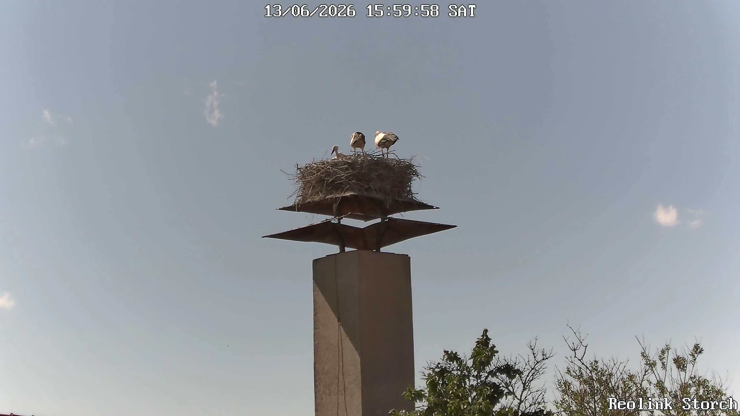 Storchencam Bild