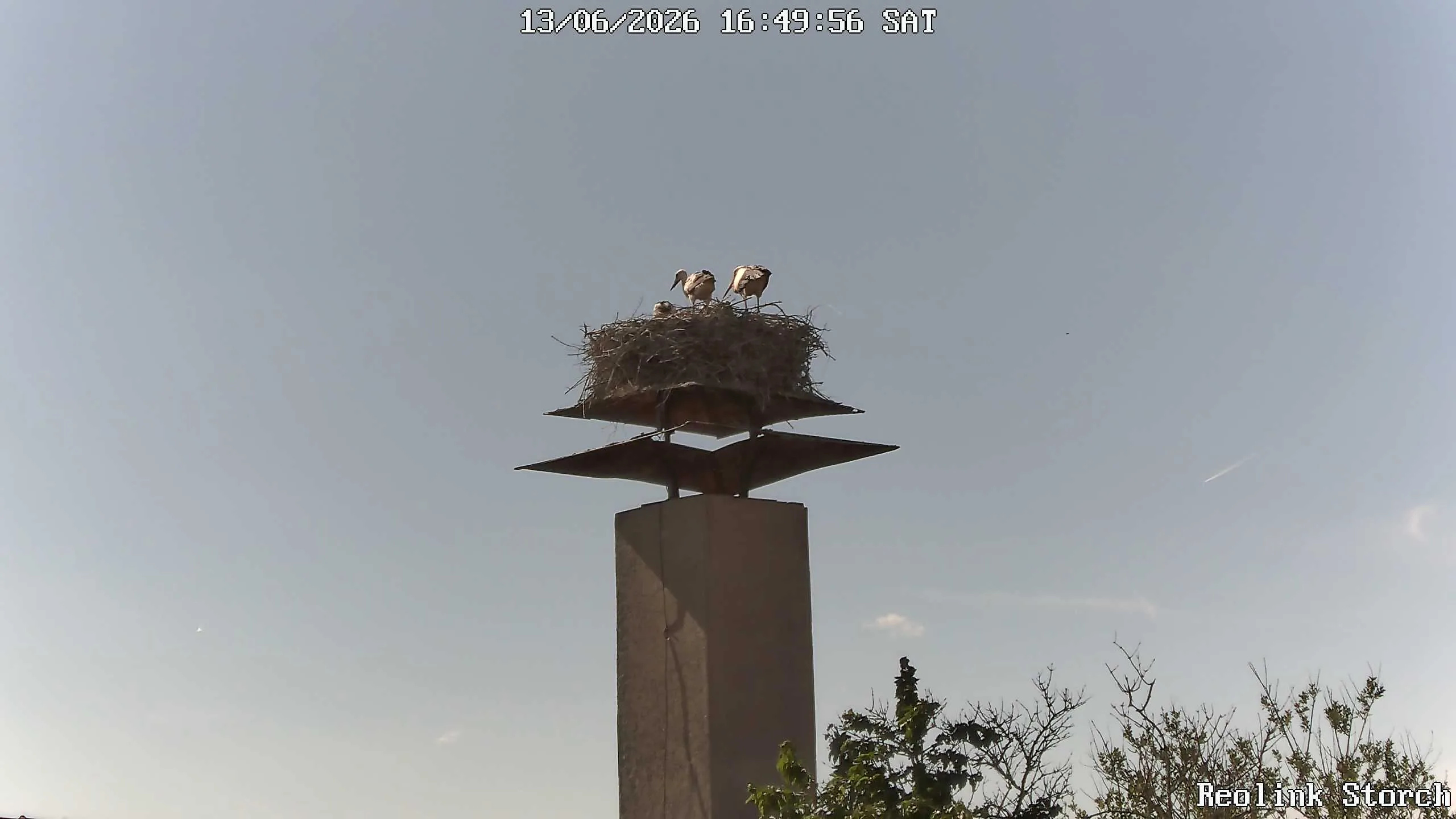 Storchencam Bild