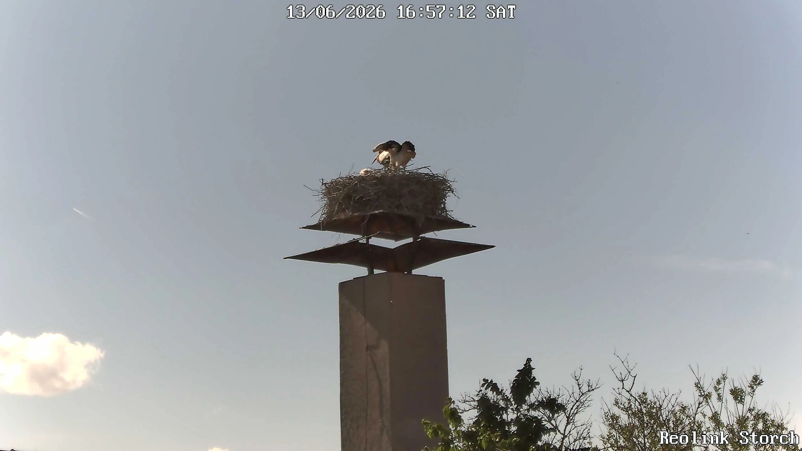 Storchencam Bild