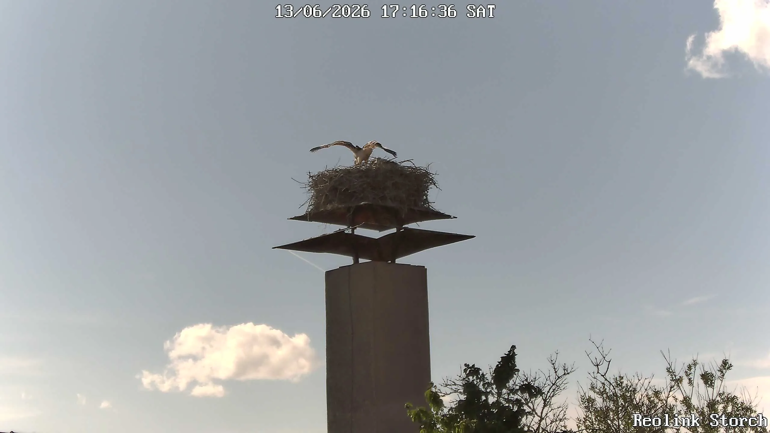 Storchencam Bild
