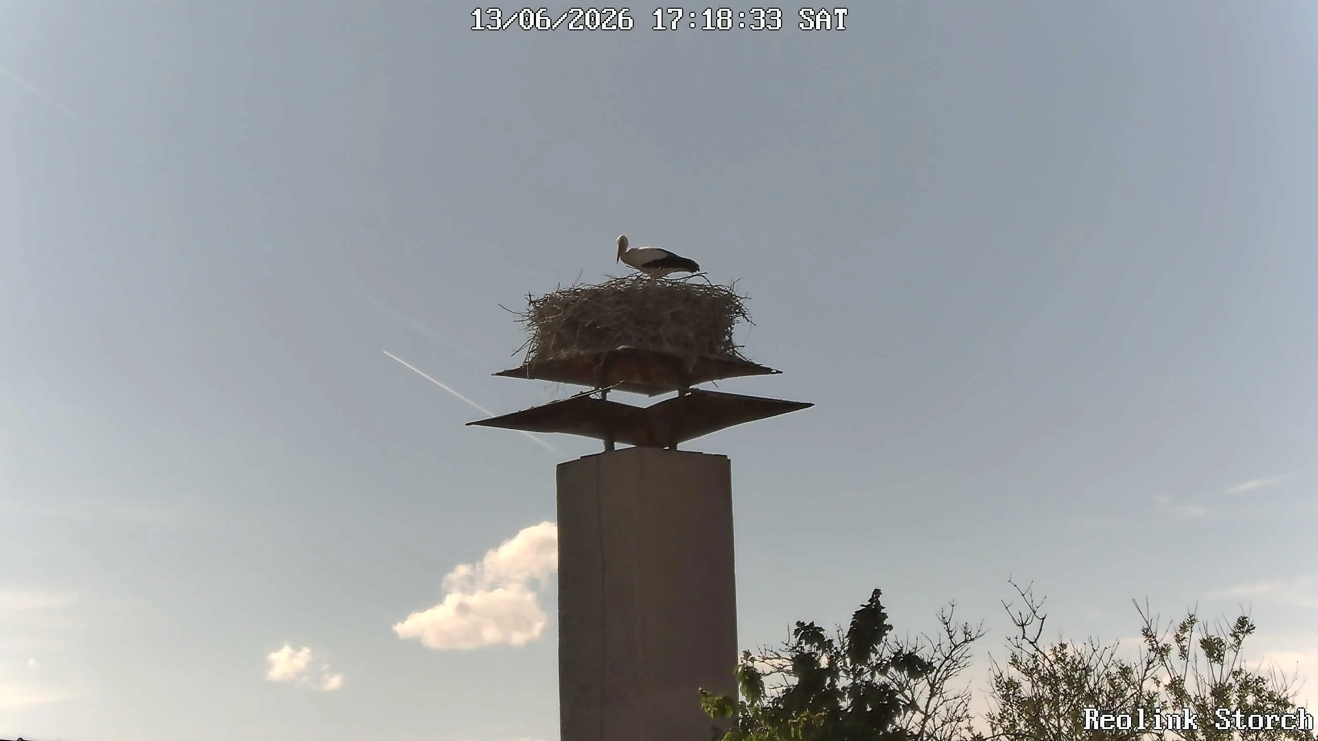 Storchencam Bild