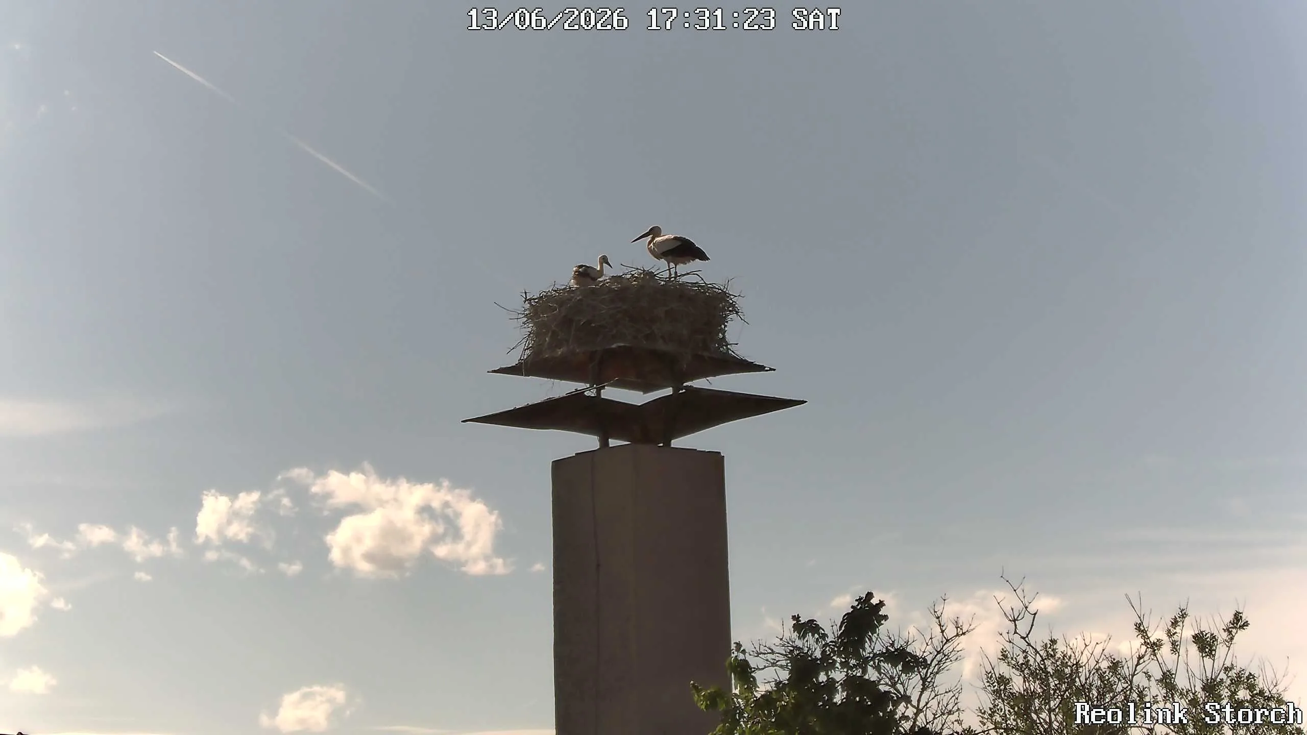 Storchencam Bild