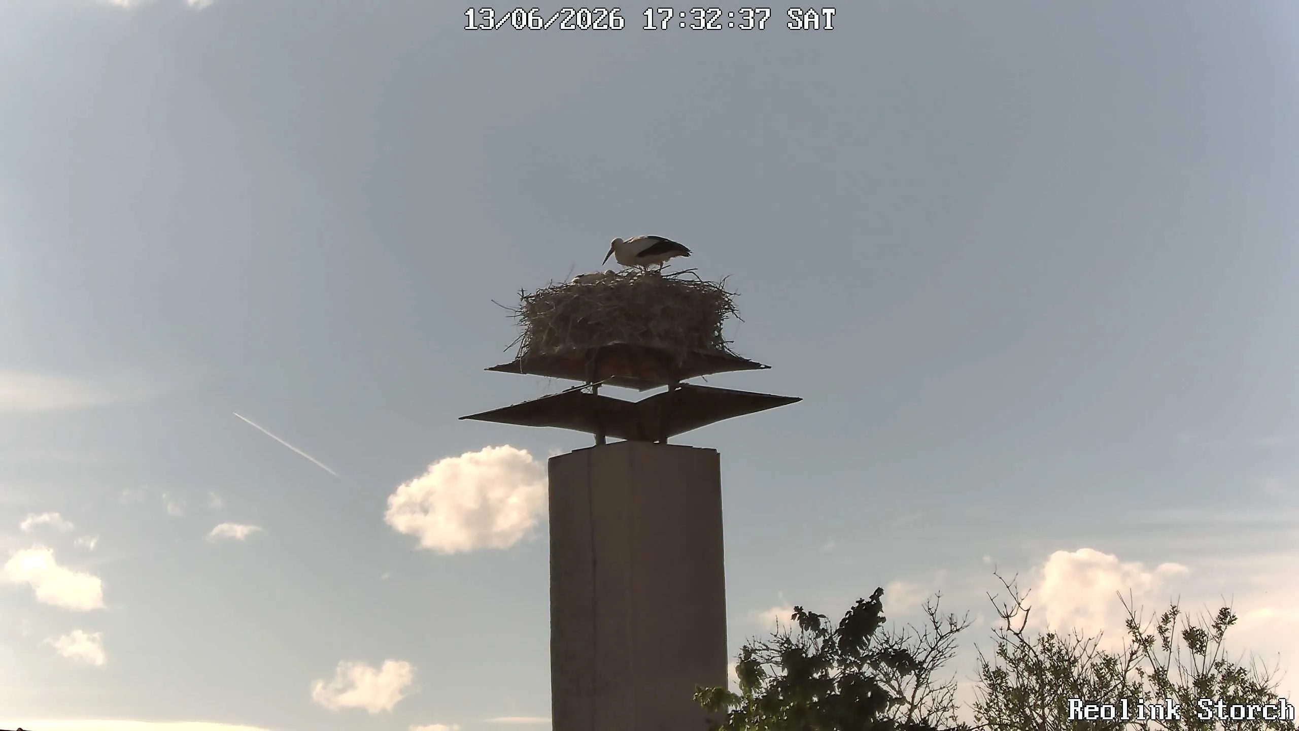 Storchencam Bild