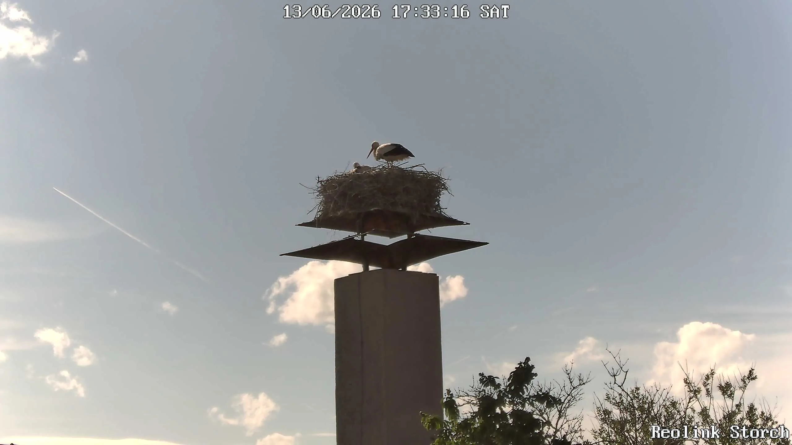 Storchencam Bild