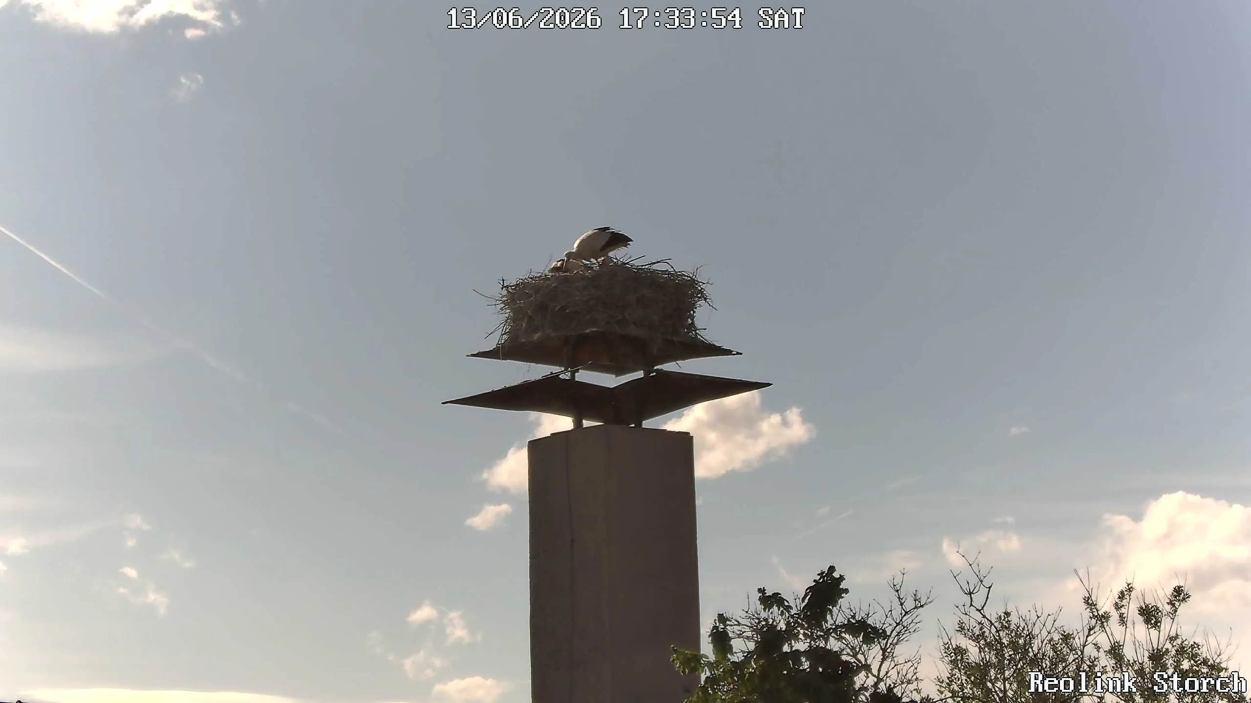 Storchencam Bild