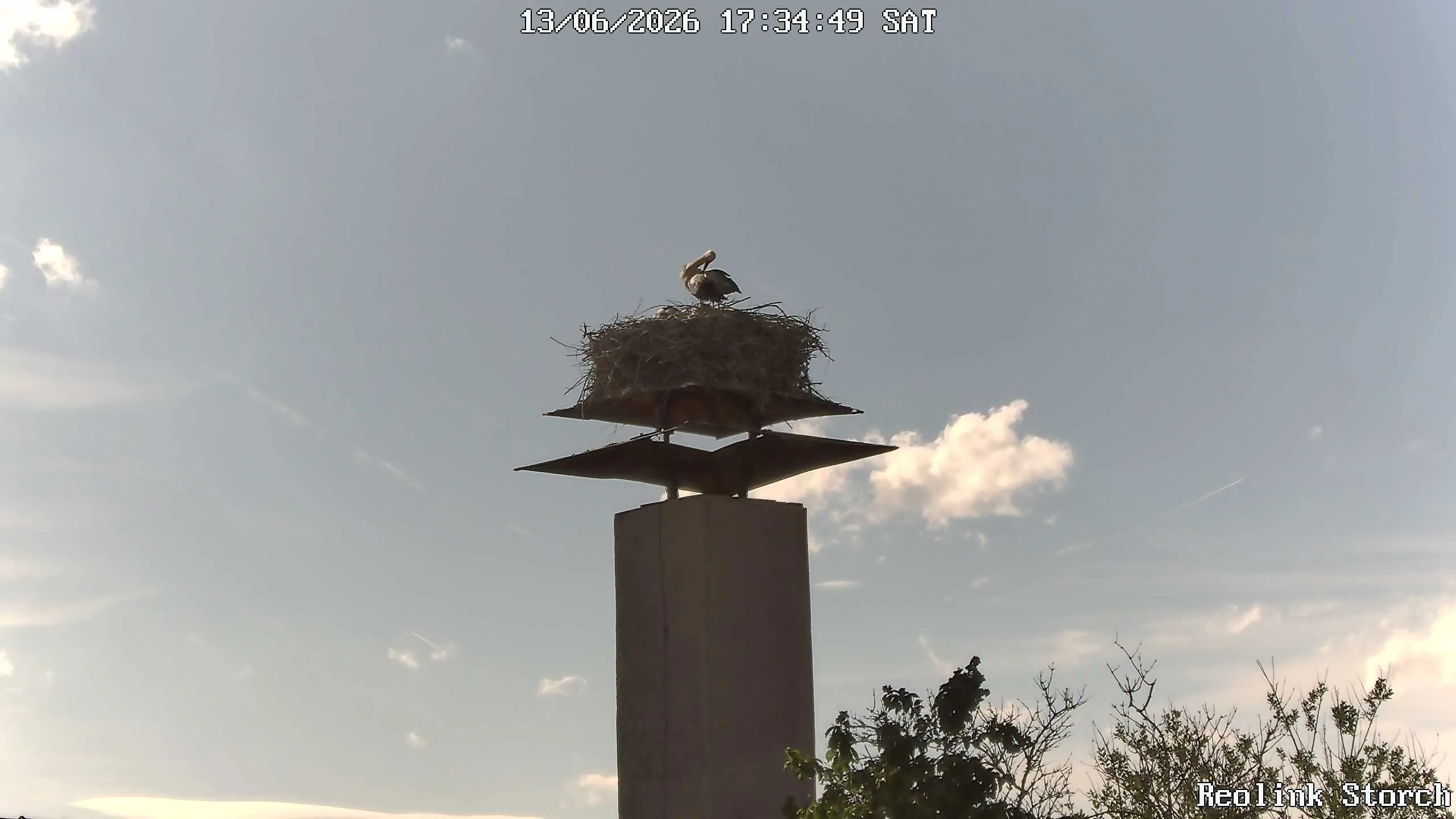 Storchencam Bild