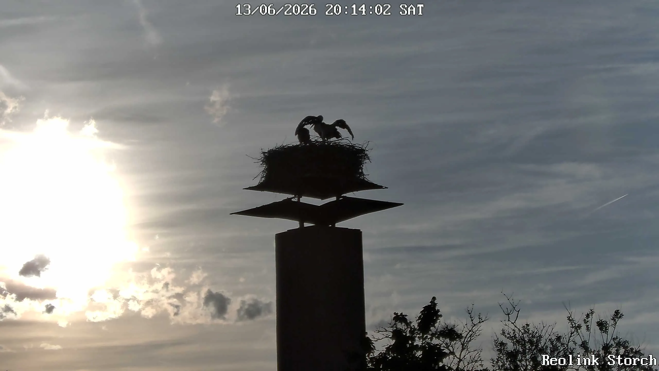Storchencam Bild