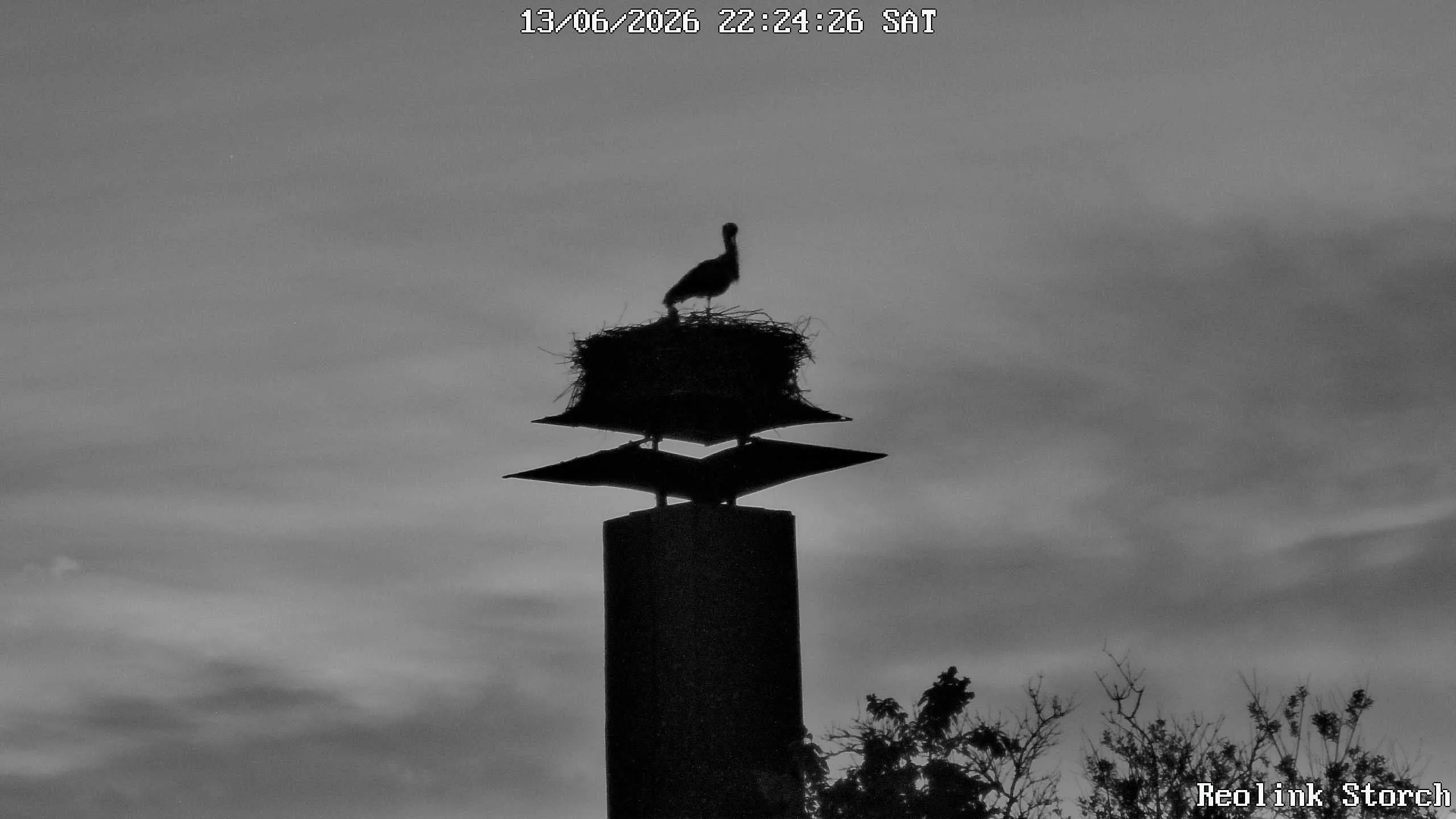 Storchencam Bild