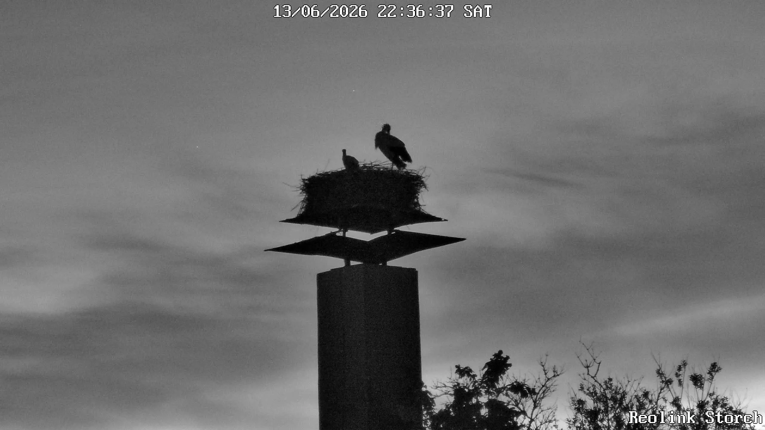 Storchencam Bild