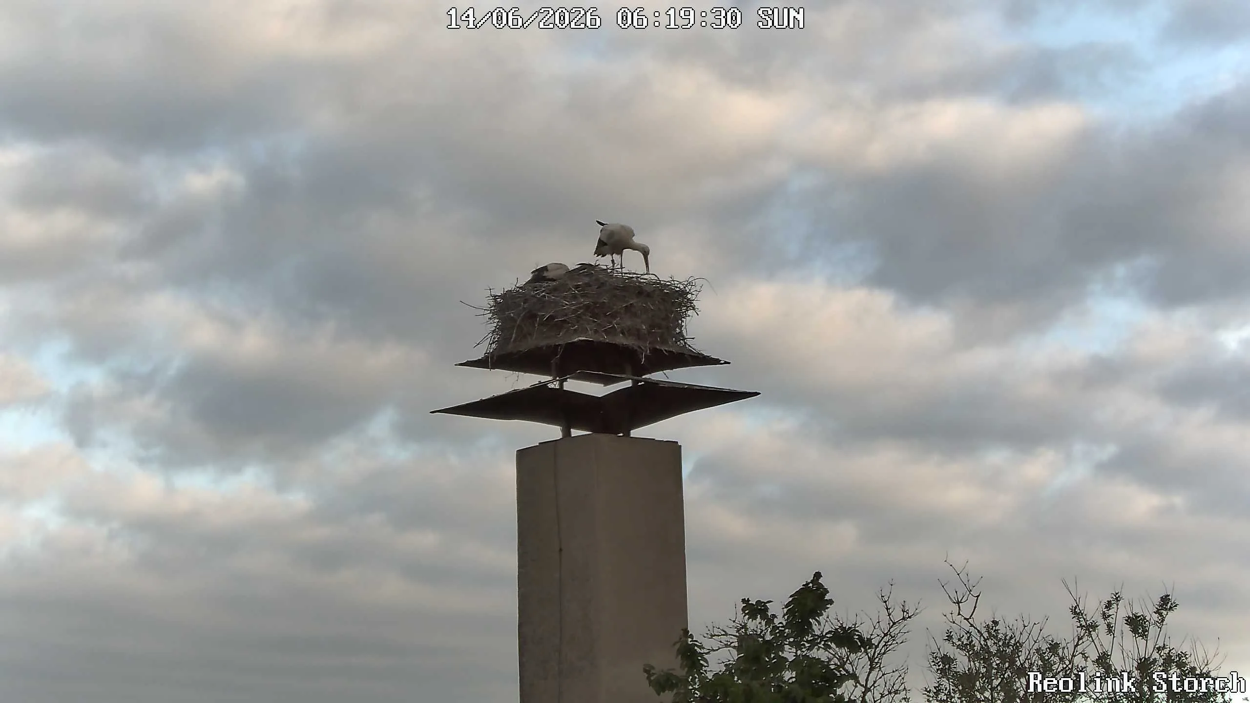 Storchencam Bild