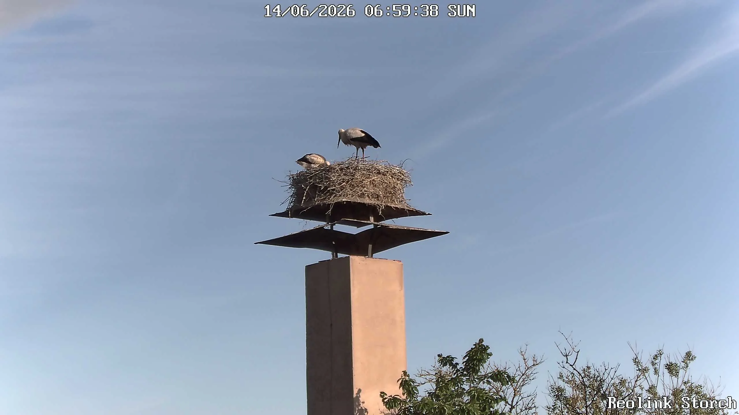 Storchencam Bild
