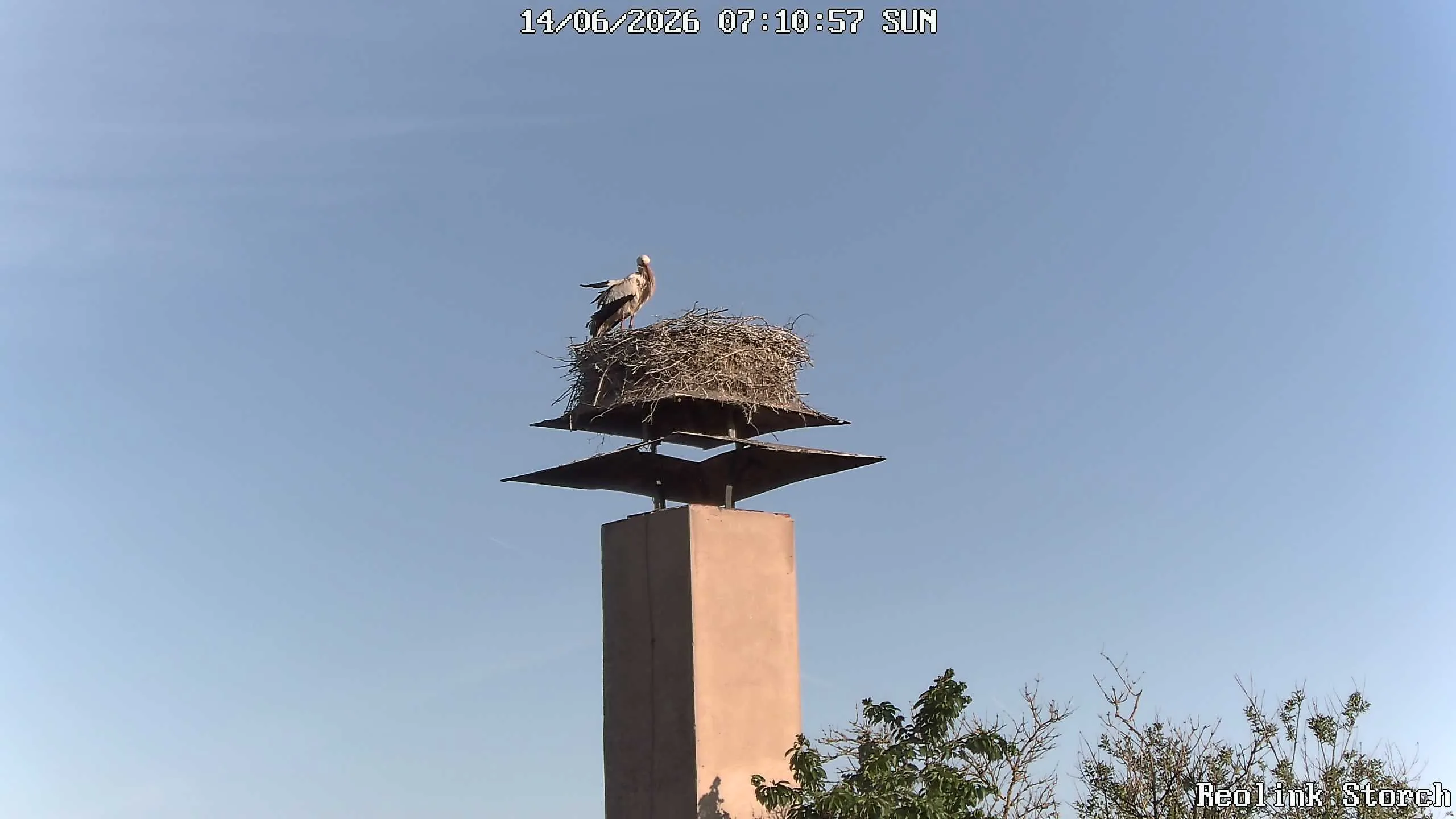 Storchencam Bild