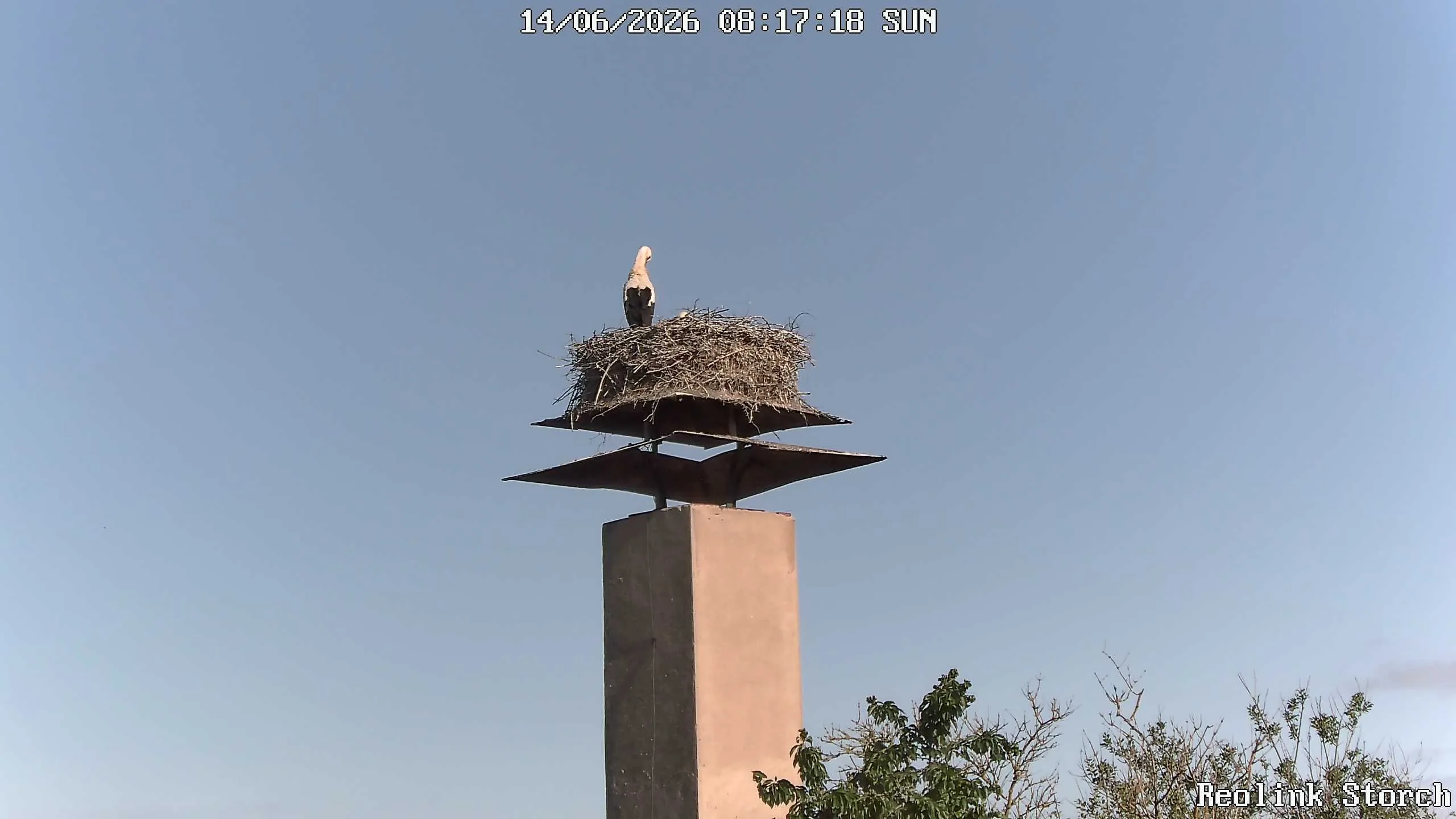 Storchencam Bild