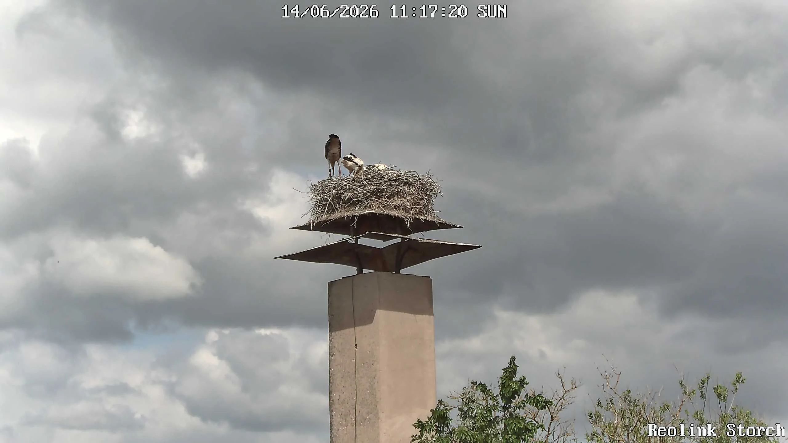 Storchencam Bild