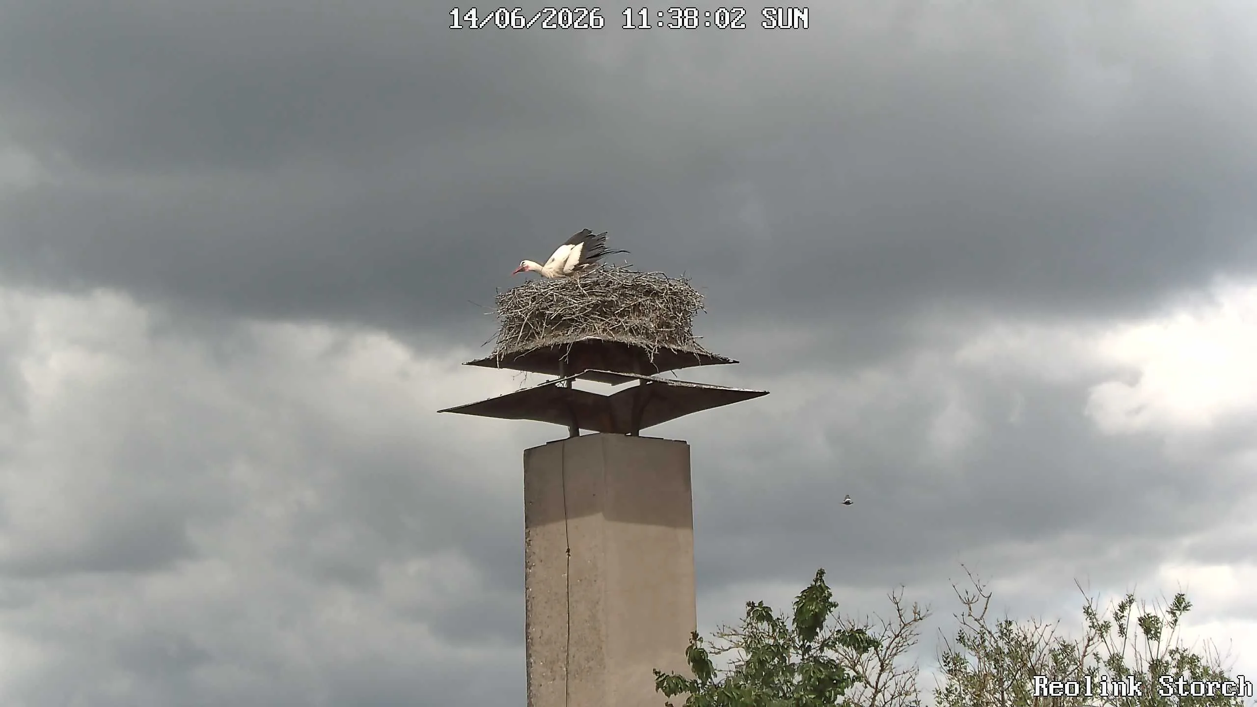 Storchencam Bild
