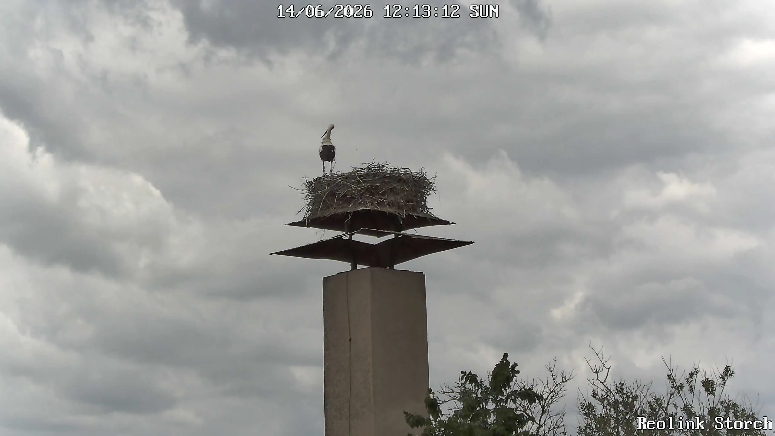 Storchencam Bild