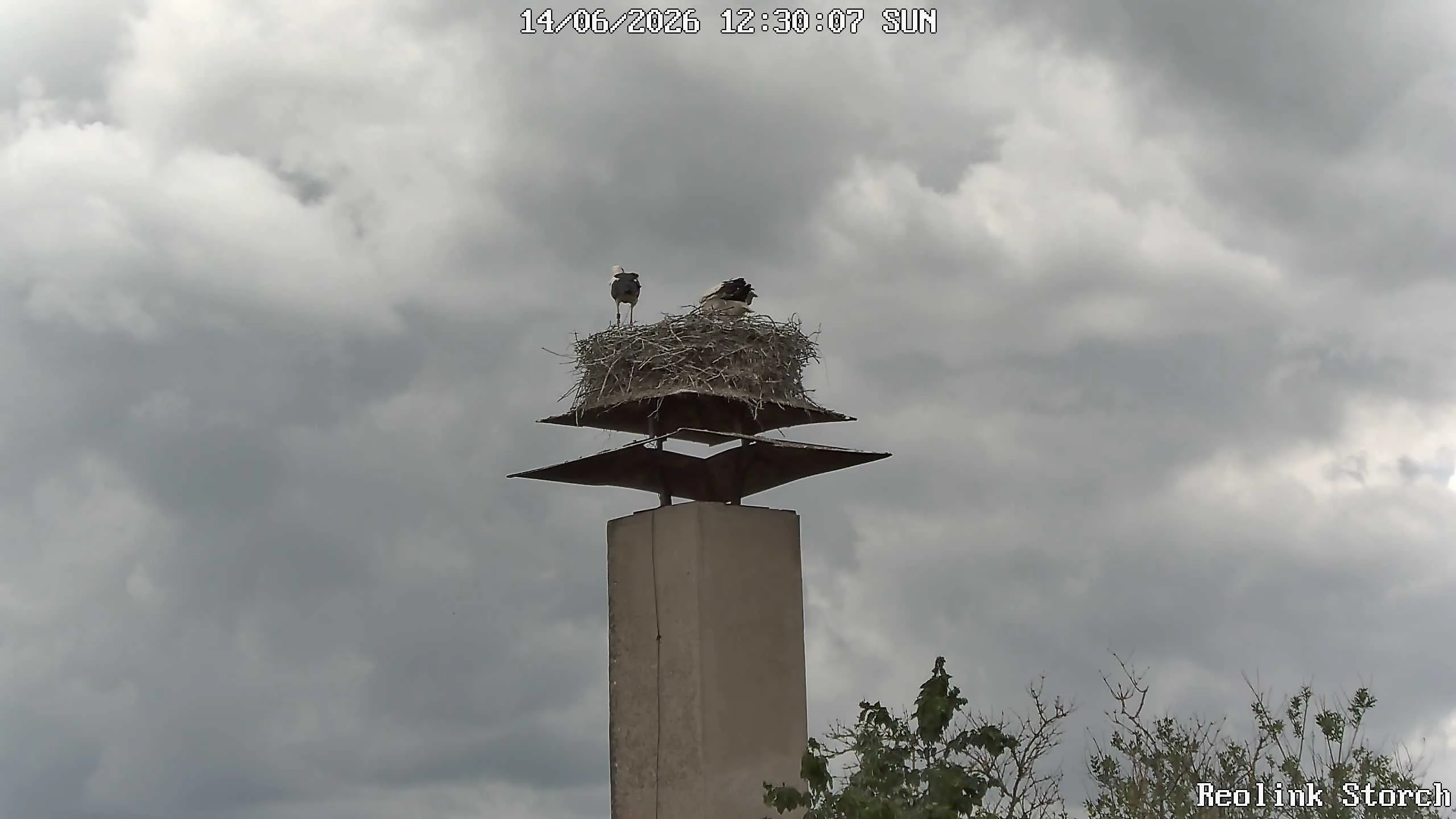 Storchencam Bild
