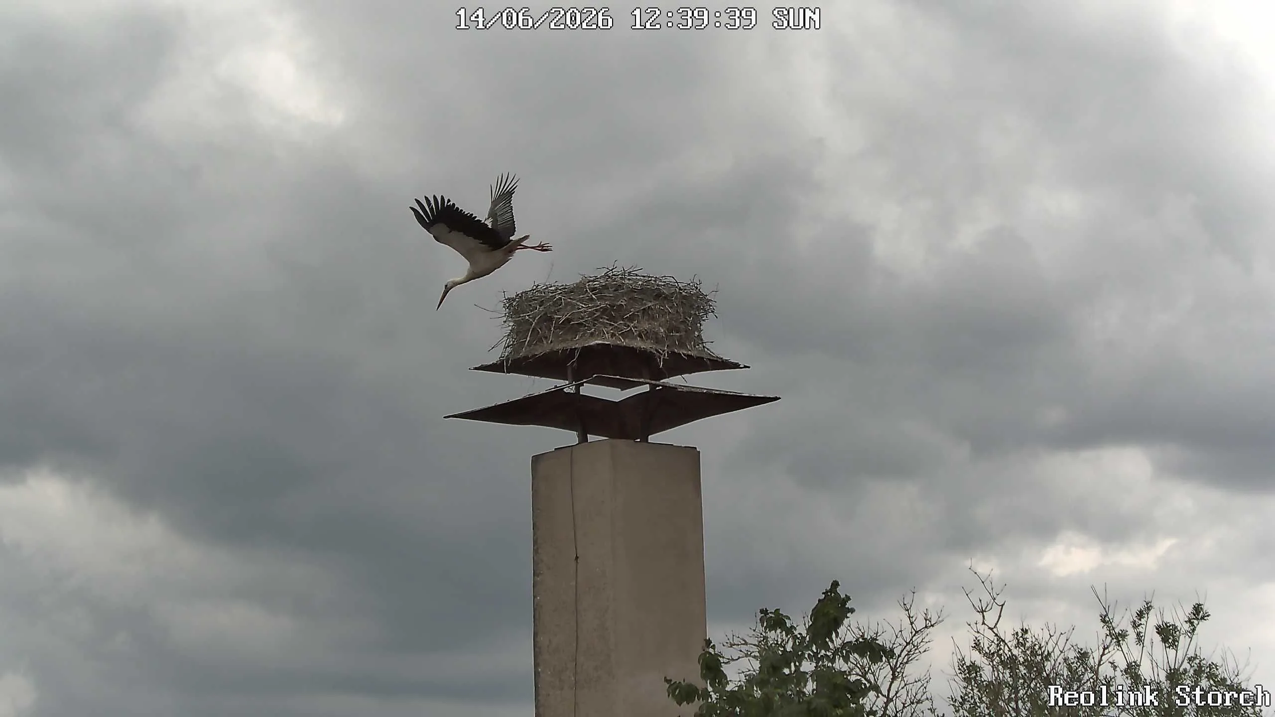 Storchencam Bild