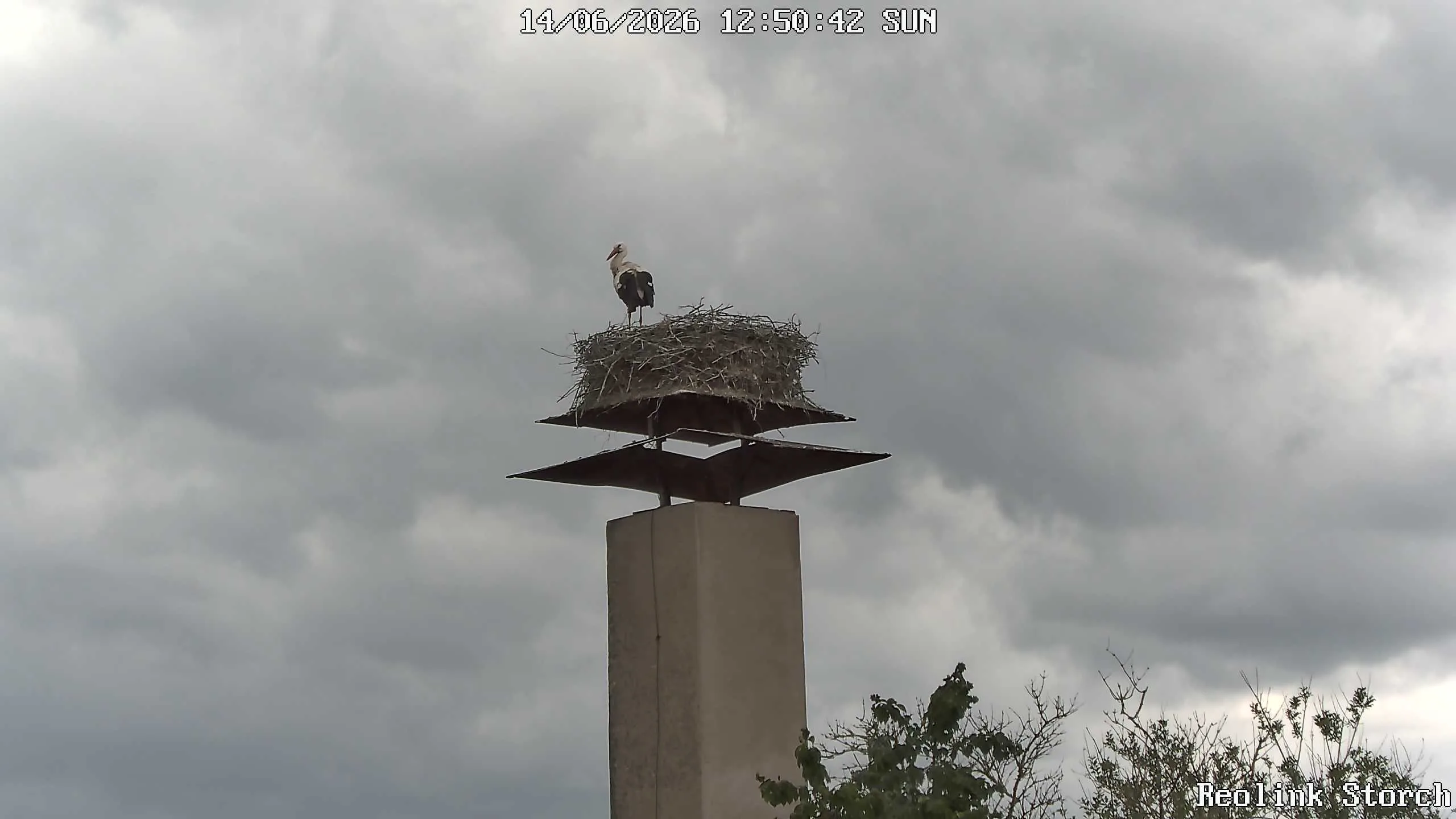 Storchencam Bild