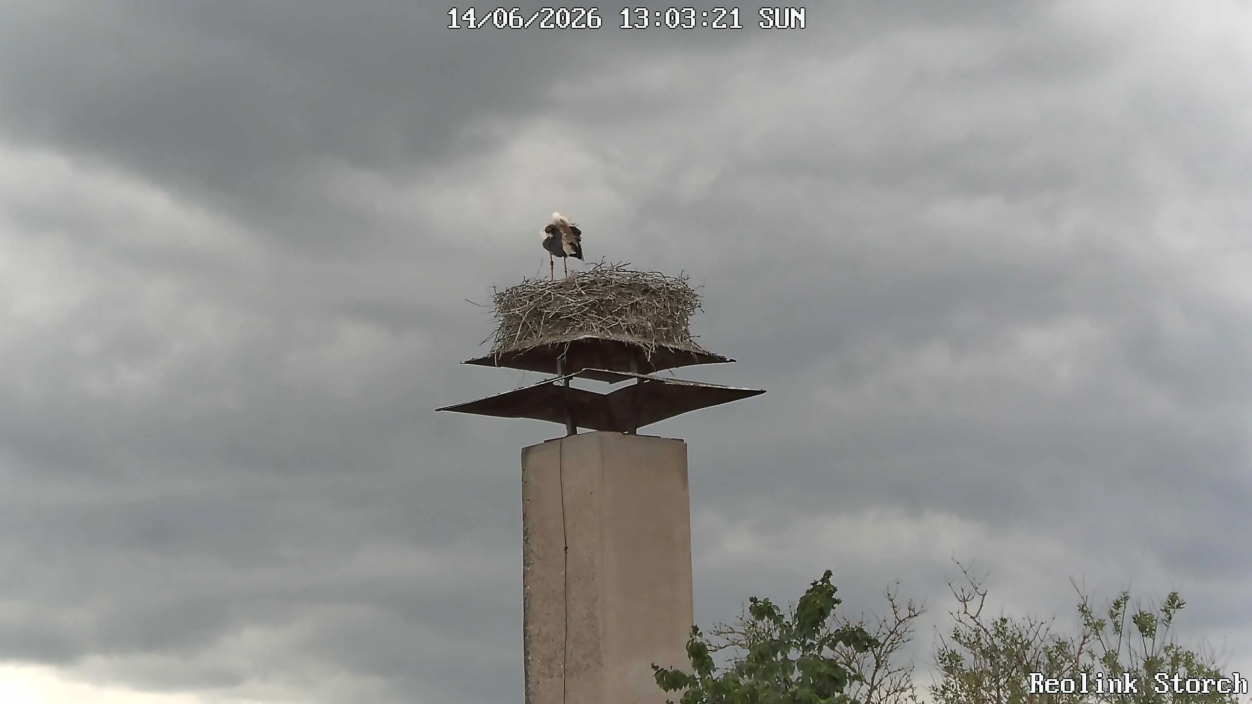 Storchencam Bild