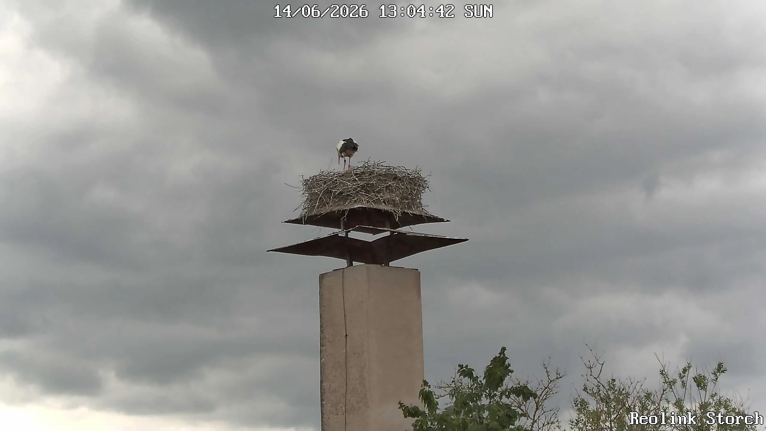 Storchencam Bild