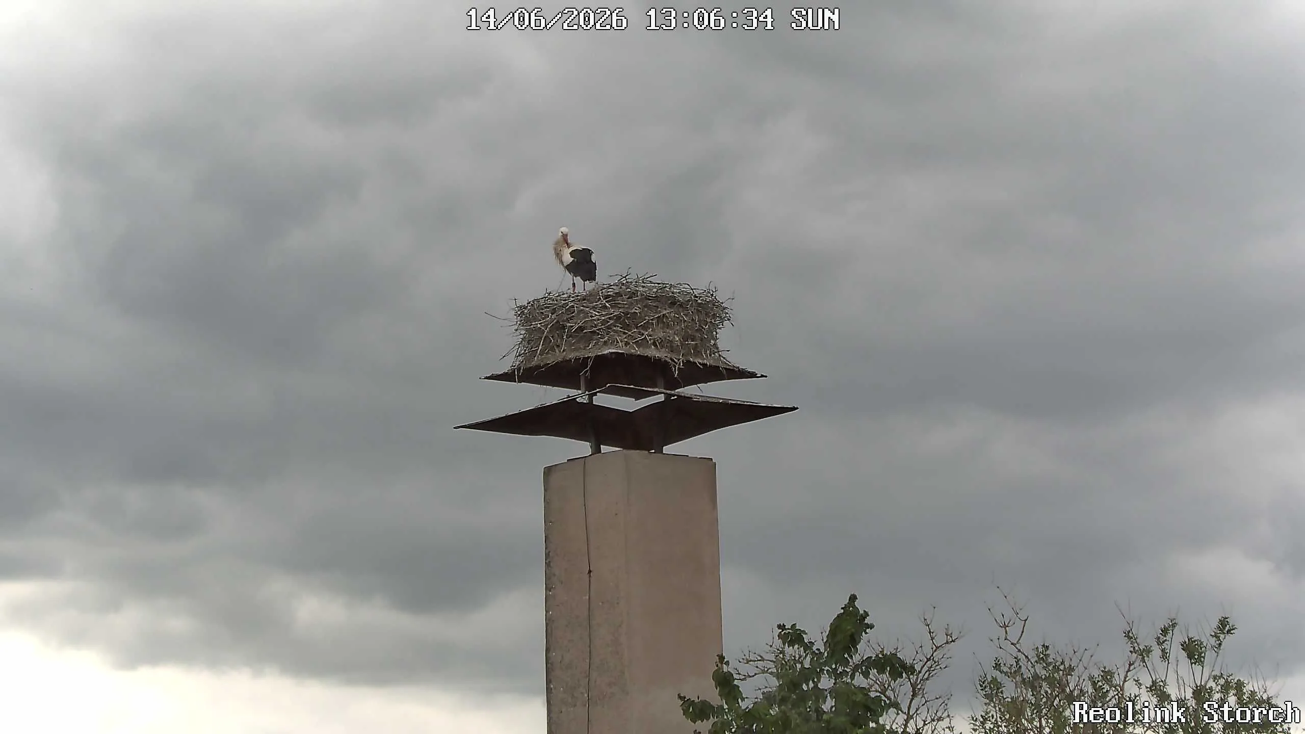 Storchencam Bild