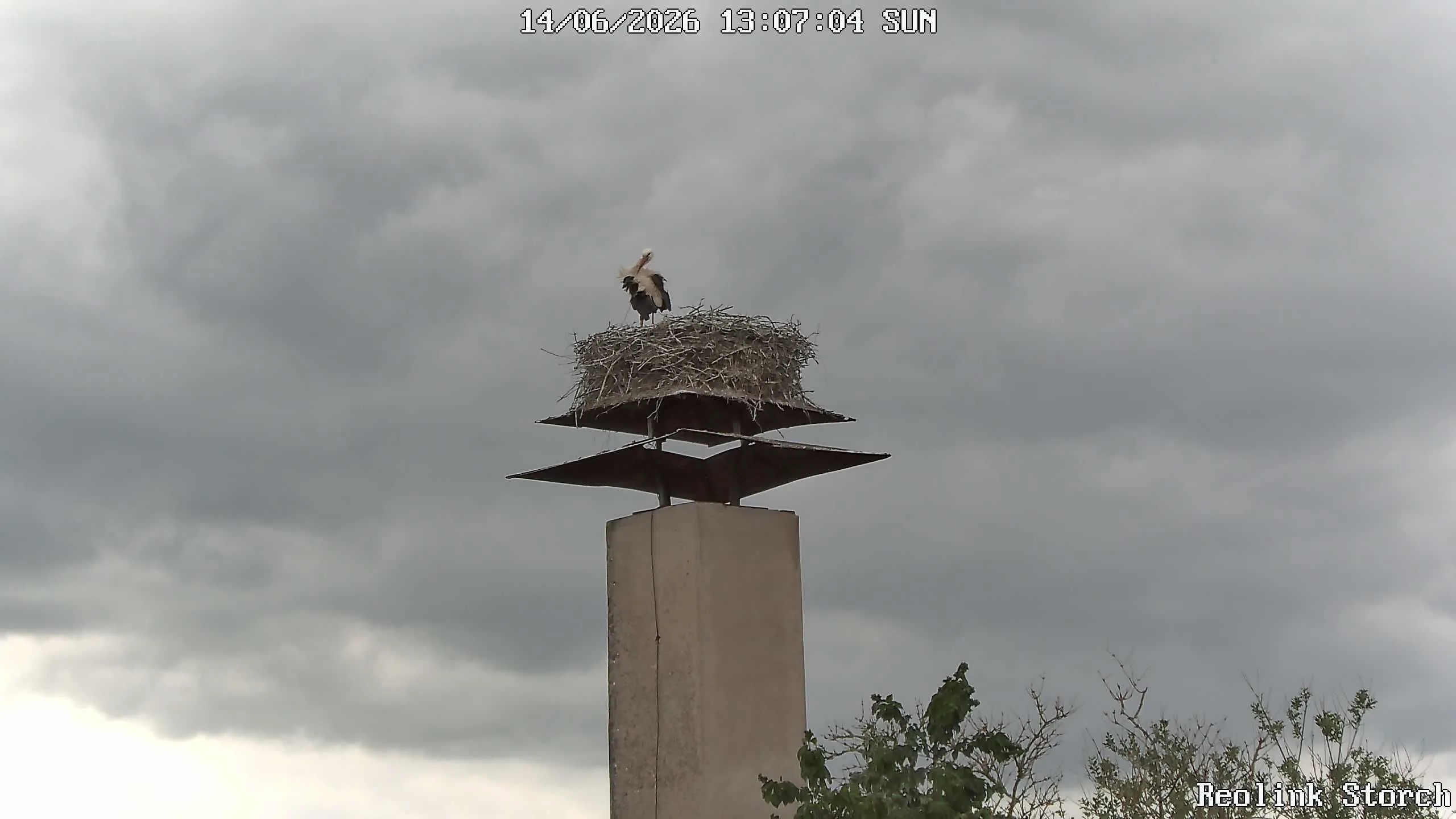 Storchencam Bild