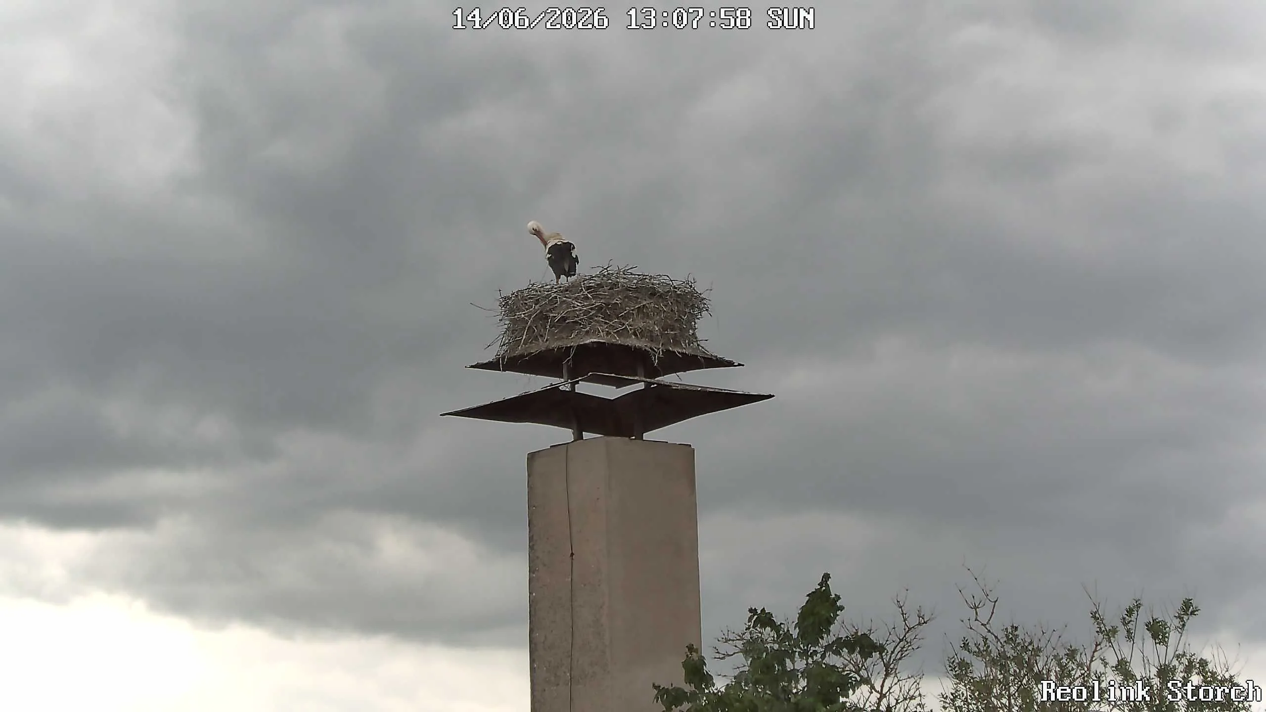 Storchencam Bild