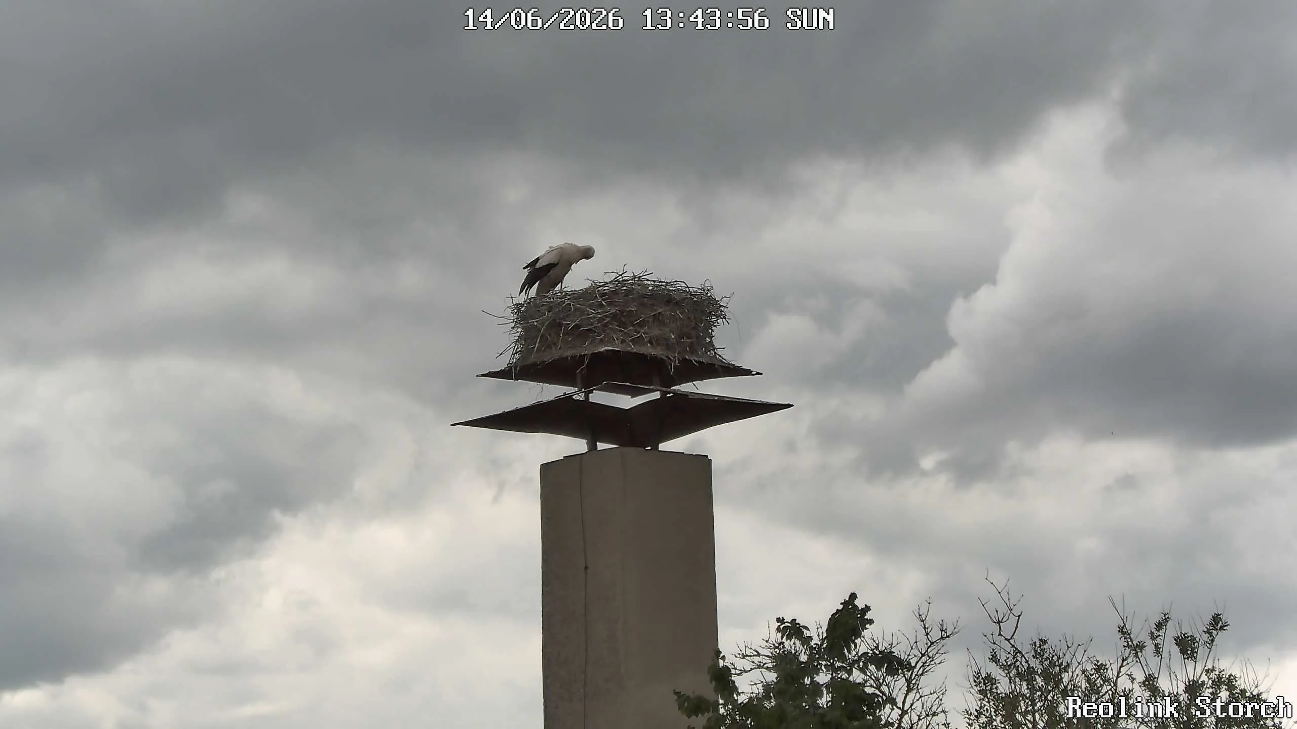 Storchencam Bild