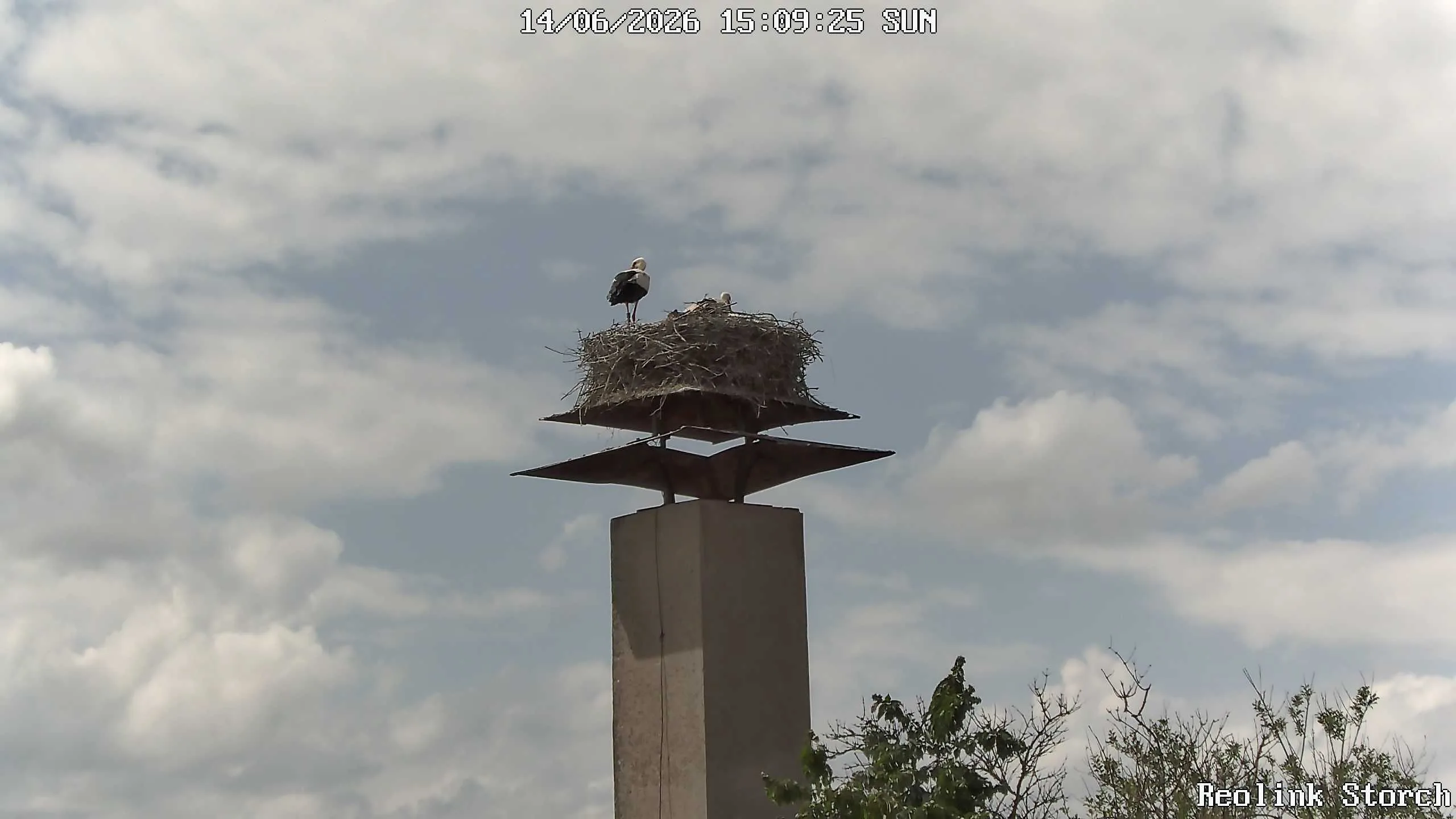 Storchencam Bild