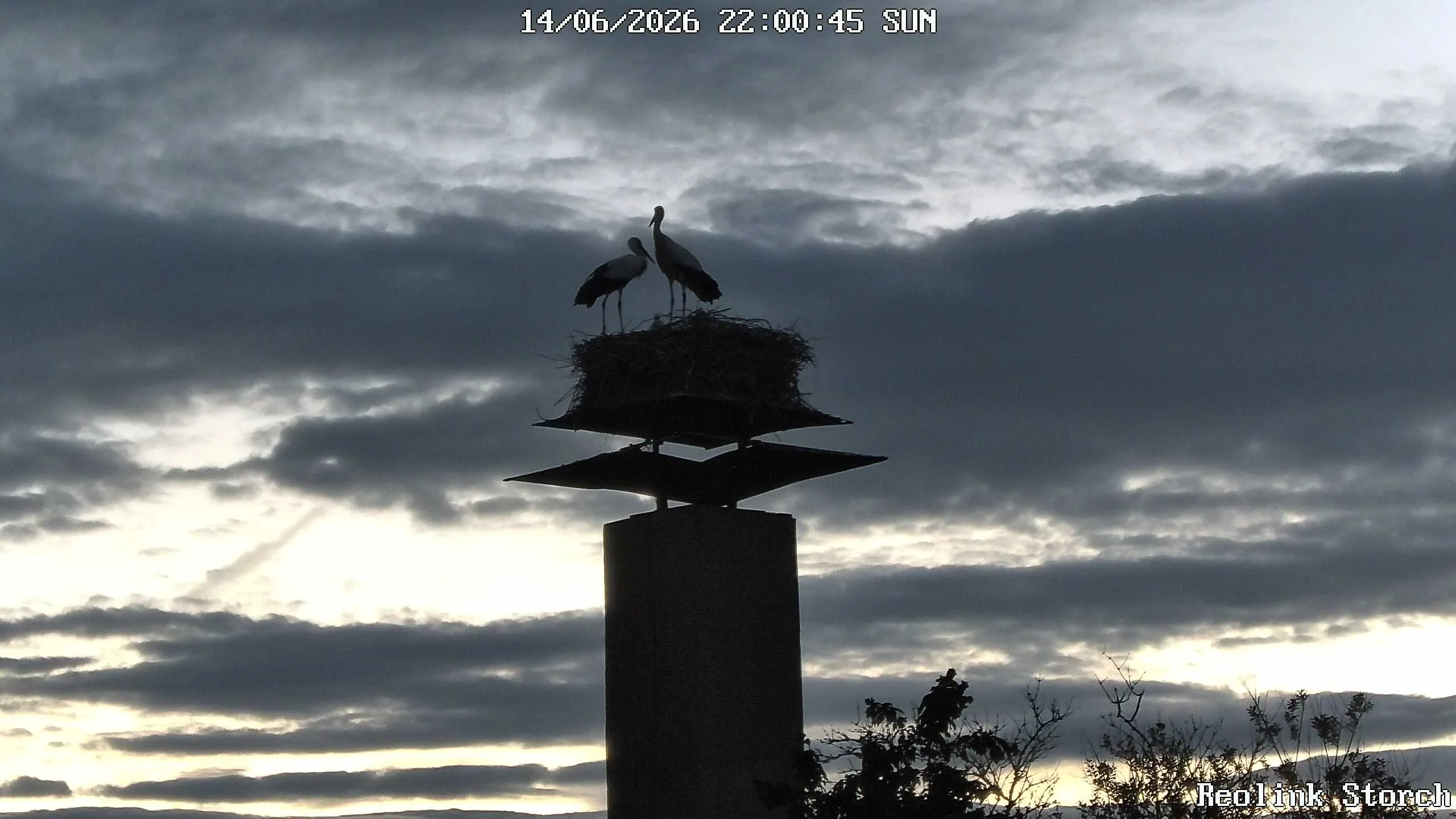 Storchencam Bild